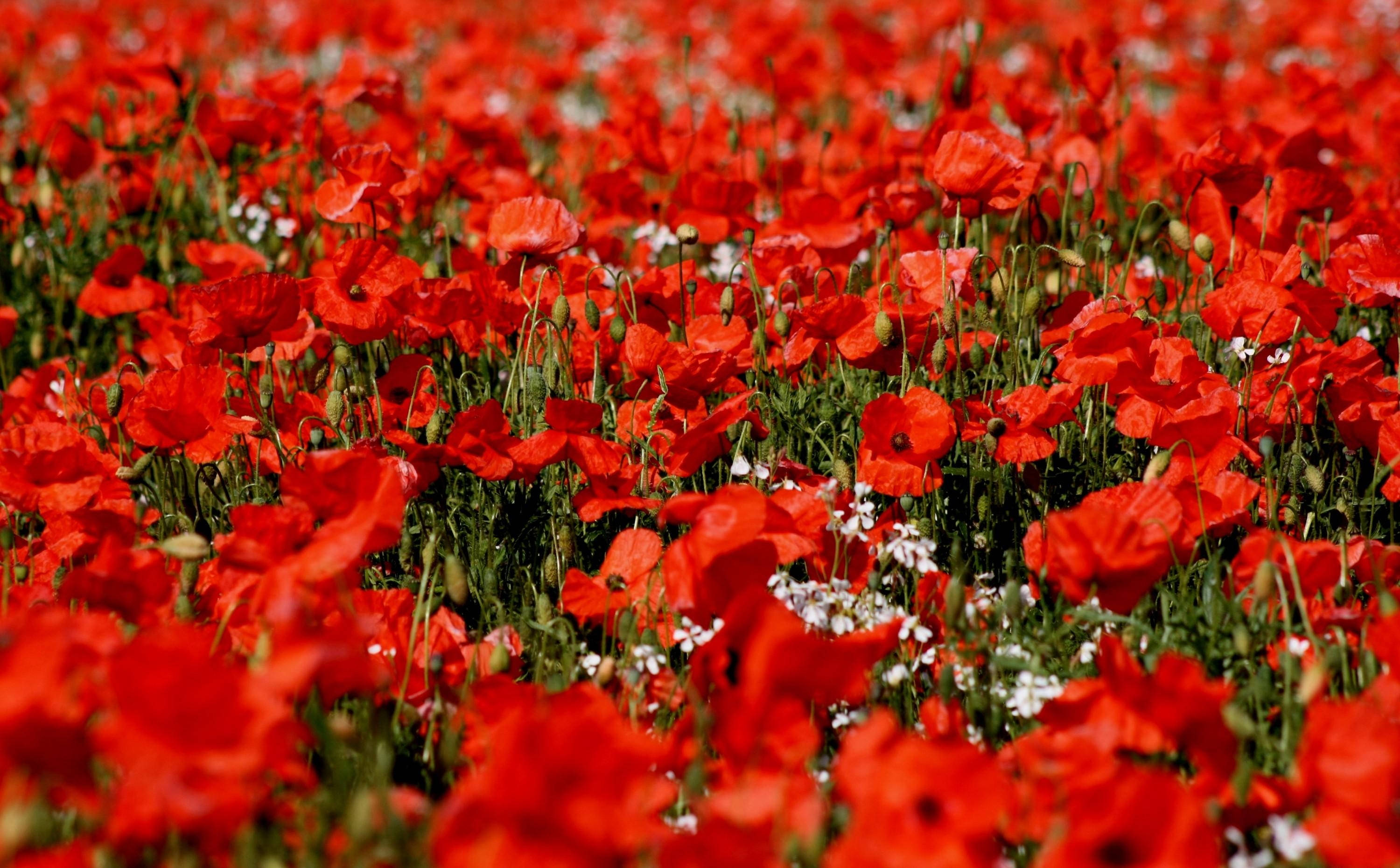 Poppy 桌布 壁紙 — 一片鮮紅的罌粟花田在燦爛的陽光下輕輕搖曳，點綴著散落的白色花朵。