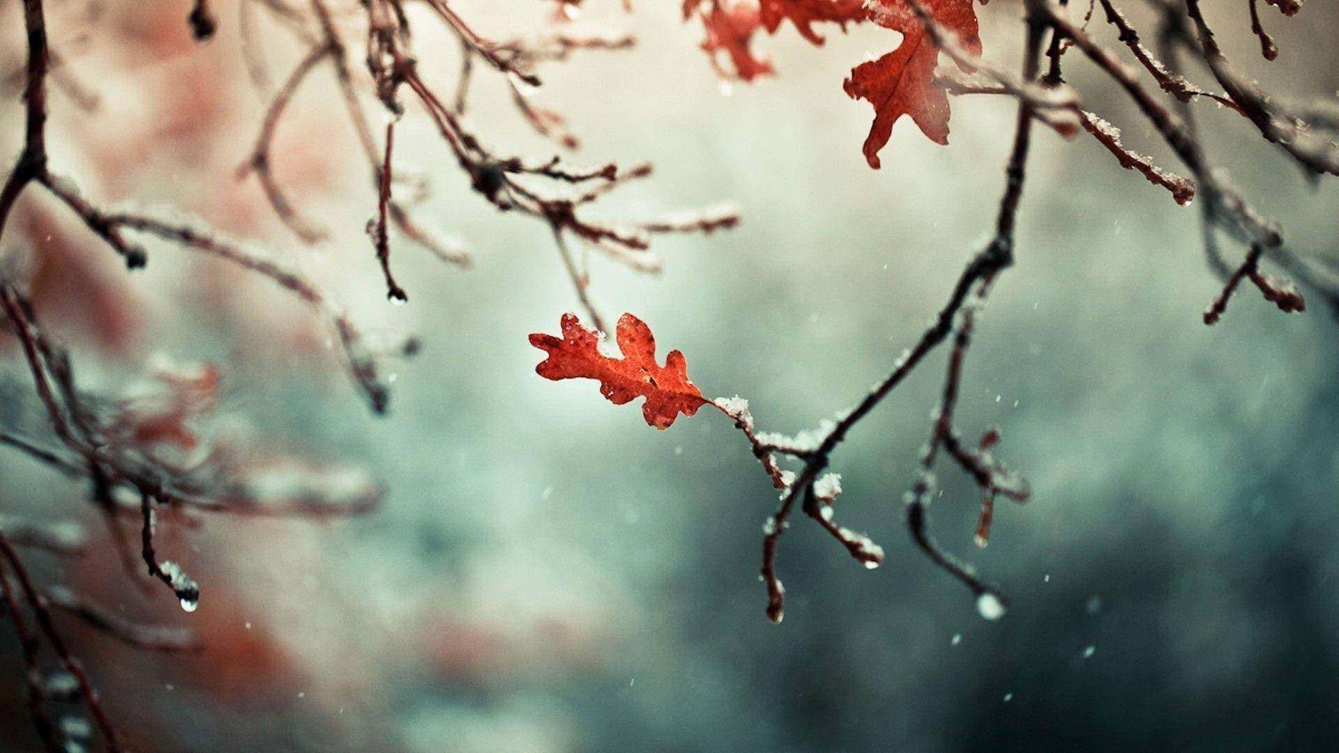 自然 桌布 壁紙 — 一片鮮紅的葉子緊貼在灑滿雪花的樹枝上，背景是柔和模糊的冬日景色。