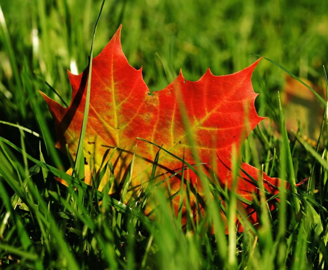 Maple Leaf 桌布 壁紙 — 一片鮮紅色的楓葉帶有黃色葉脈，在明亮的陽光下躺在茂密的綠草中。