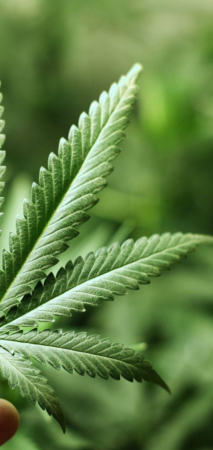 葉子 桌布 壁紙 — 一片鮮綠色大麻葉的特寫，邊緣呈鋸齒狀，對著模糊的自然背景。