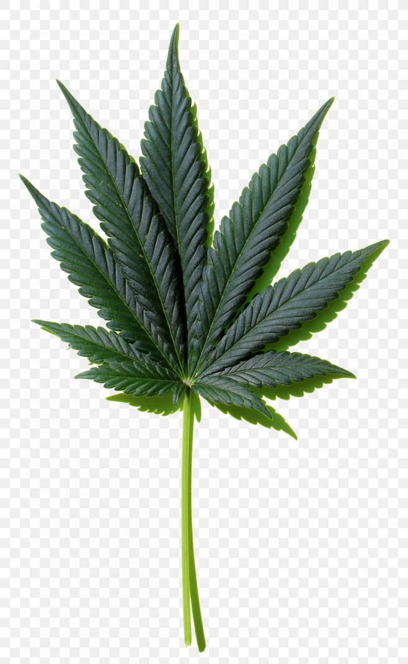 葉子 桌布 壁紙 — 一片鮮綠色的大麻葉，邊緣呈鋸齒狀，葉脈突出，背景透明。