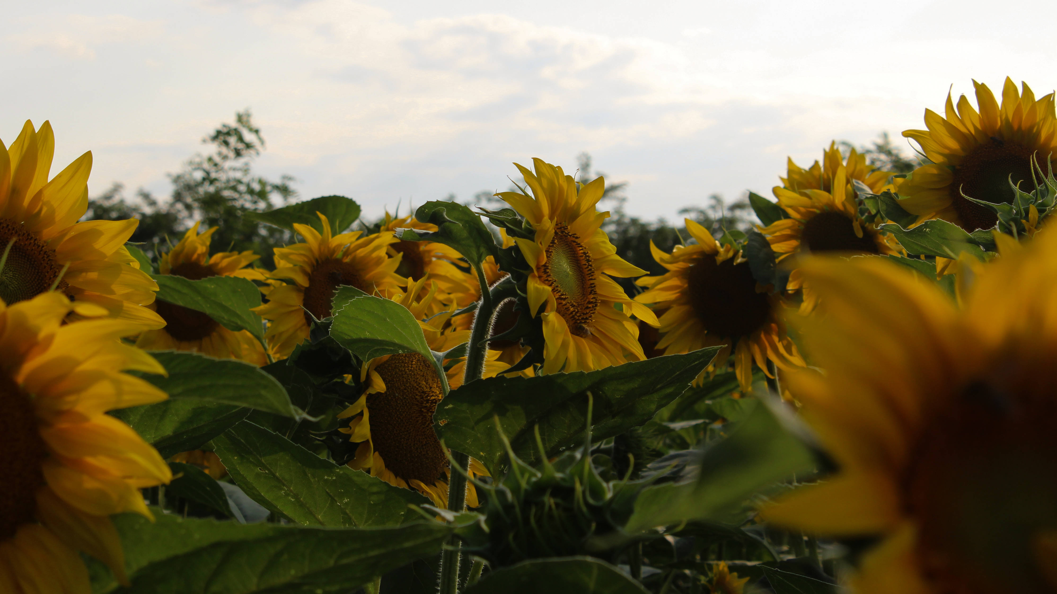 Sunflower Aesthetic 桌布 壁紙 — 一片鮮豔的向日葵田在柔和的暮色天空下，伴隨著散落的雲朵輕輕搖曳。