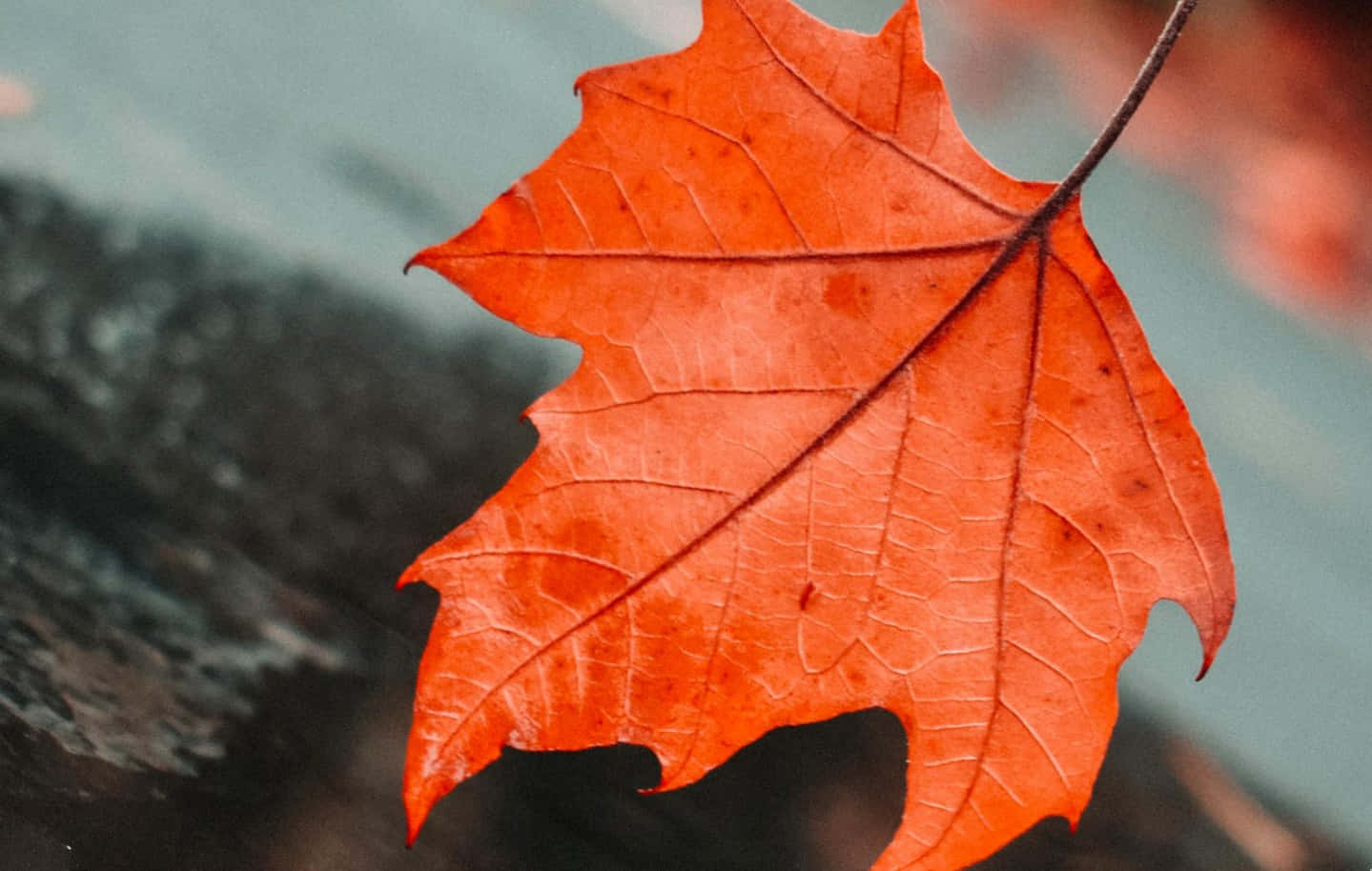 Maple Leaf 桌布 壁紙 — 一片鮮豔的橙色楓葉，帶有細緻的葉脈，映襯在模糊的深色背景上。