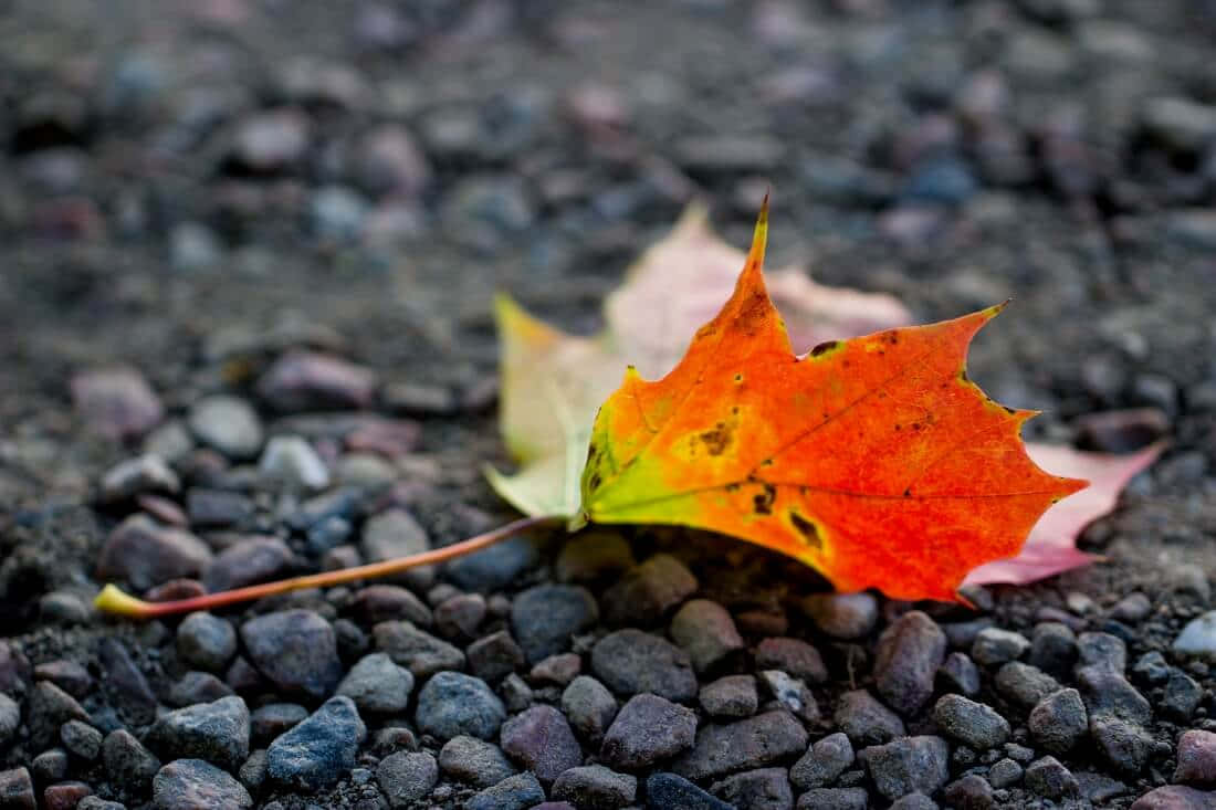 Nature Fall 桌布 壁紙 — 一片鮮豔的橙色楓葉，邊緣呈黃綠色，躺在深灰色碎石上。