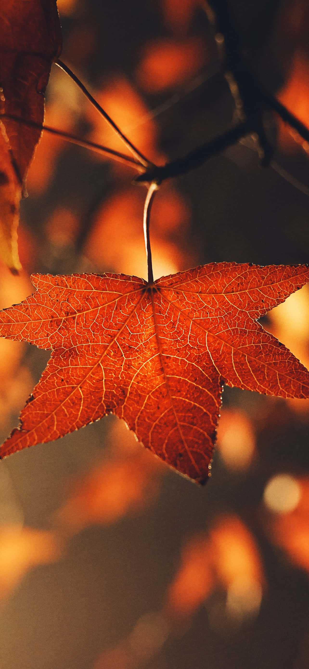 Fall 桌布 壁紙 — 一片鮮豔的橙色楓葉在溫暖模糊的秋葉背景中輕輕懸掛。