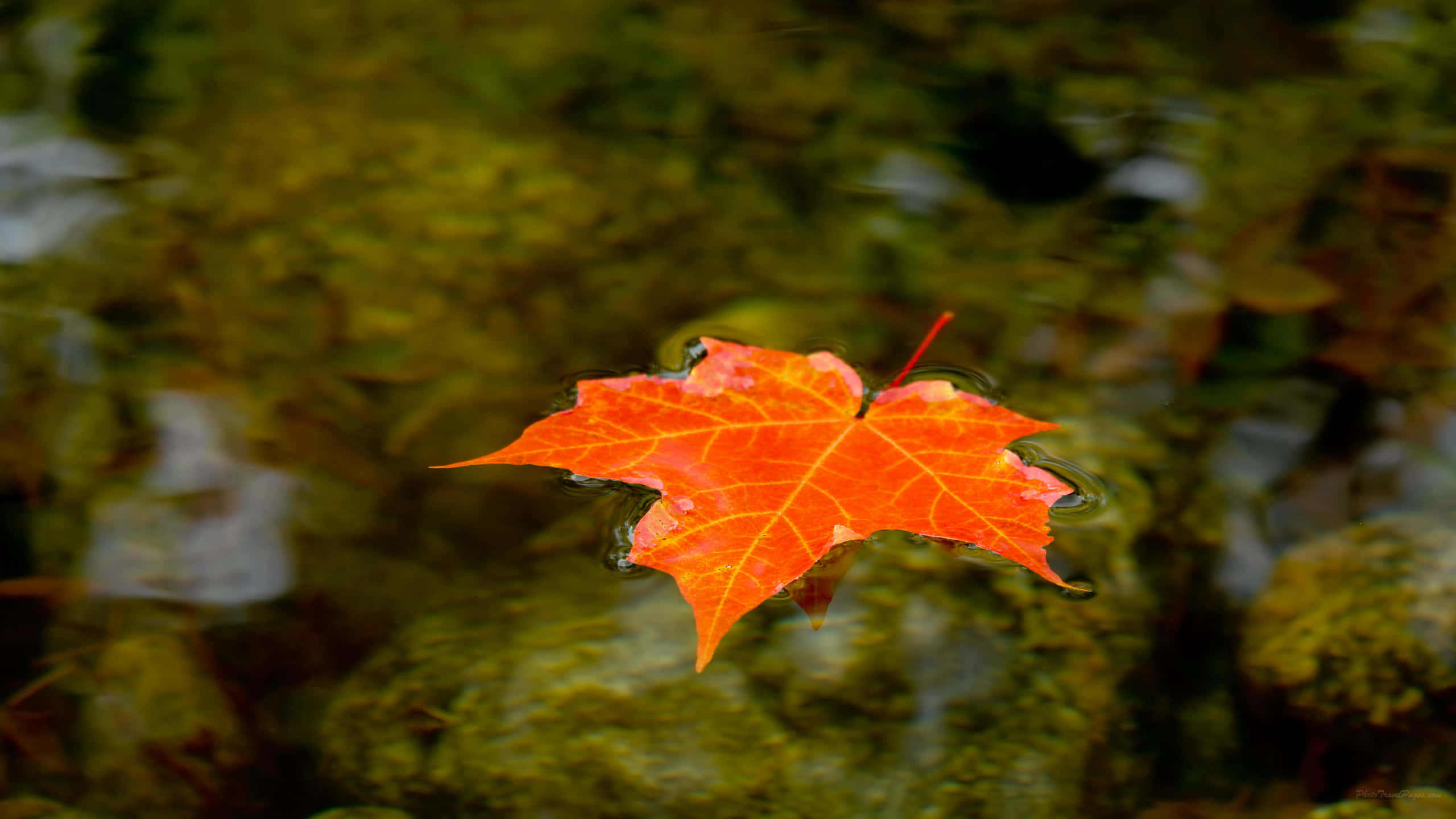 Maple Leaf 桌布 壁紙 — 一片鮮豔的橙色楓葉在秋天寧靜地漂浮在清澈的水面上，水底是長滿苔蘚的石頭。