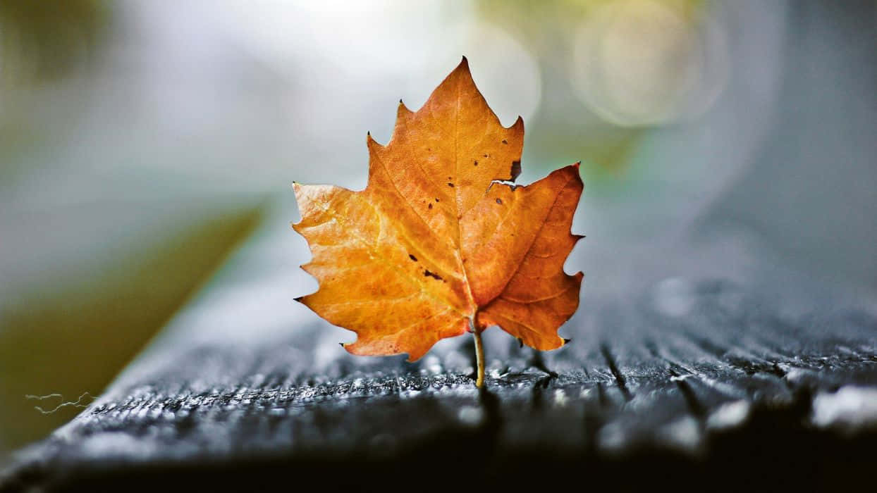 Autumn Leaf 桌布 壁紙 — 一片鮮豔的橙色楓葉靜靜地躺在潮濕的深色木質表面上，背景帶有柔和模糊的散景效果。