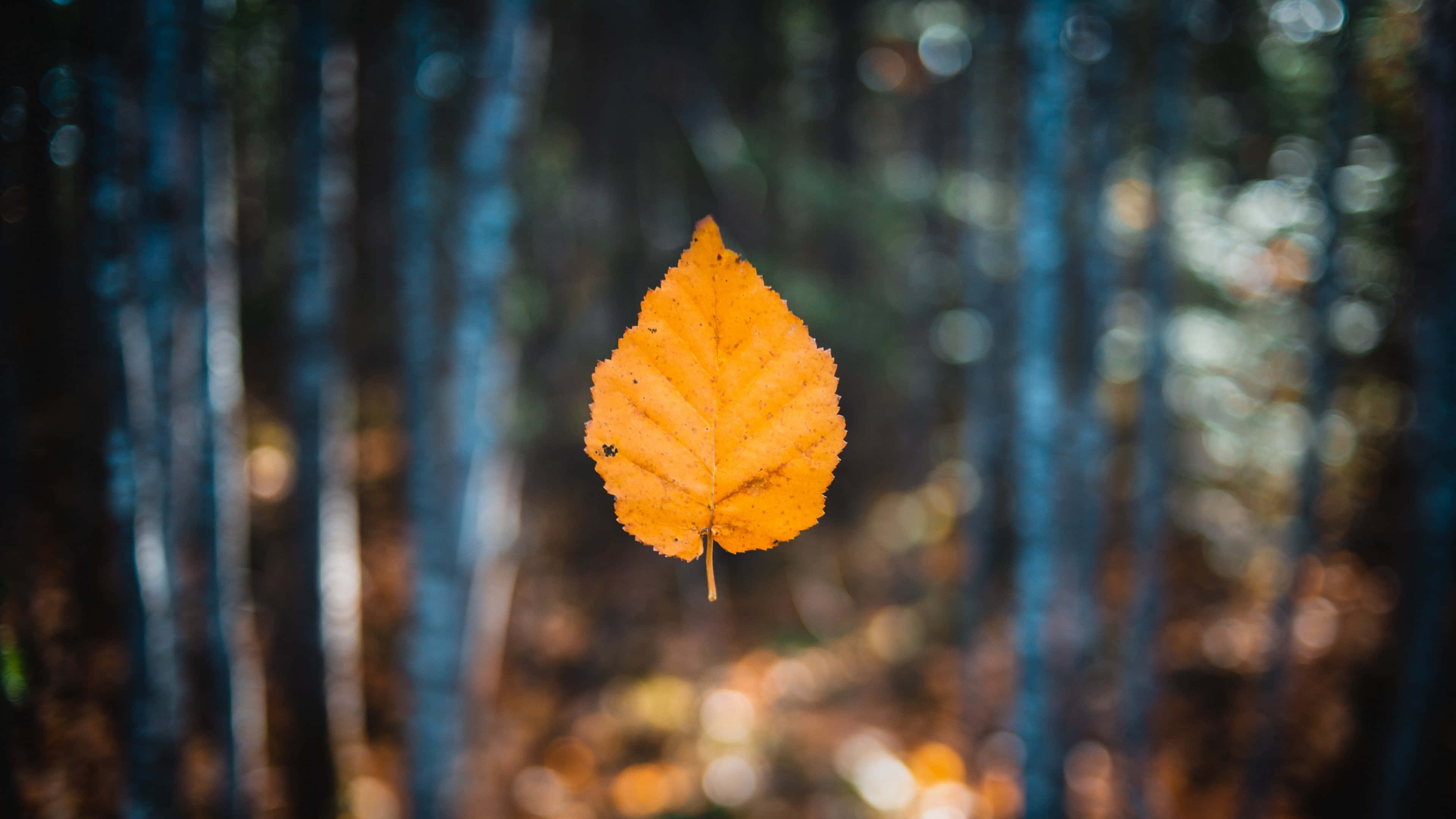 Autumn Leaf 桌布 壁紙 — 一片鮮豔的橙色樹葉懸浮在柔和模糊的森林中，帶有冷藍色調和金色散景光。