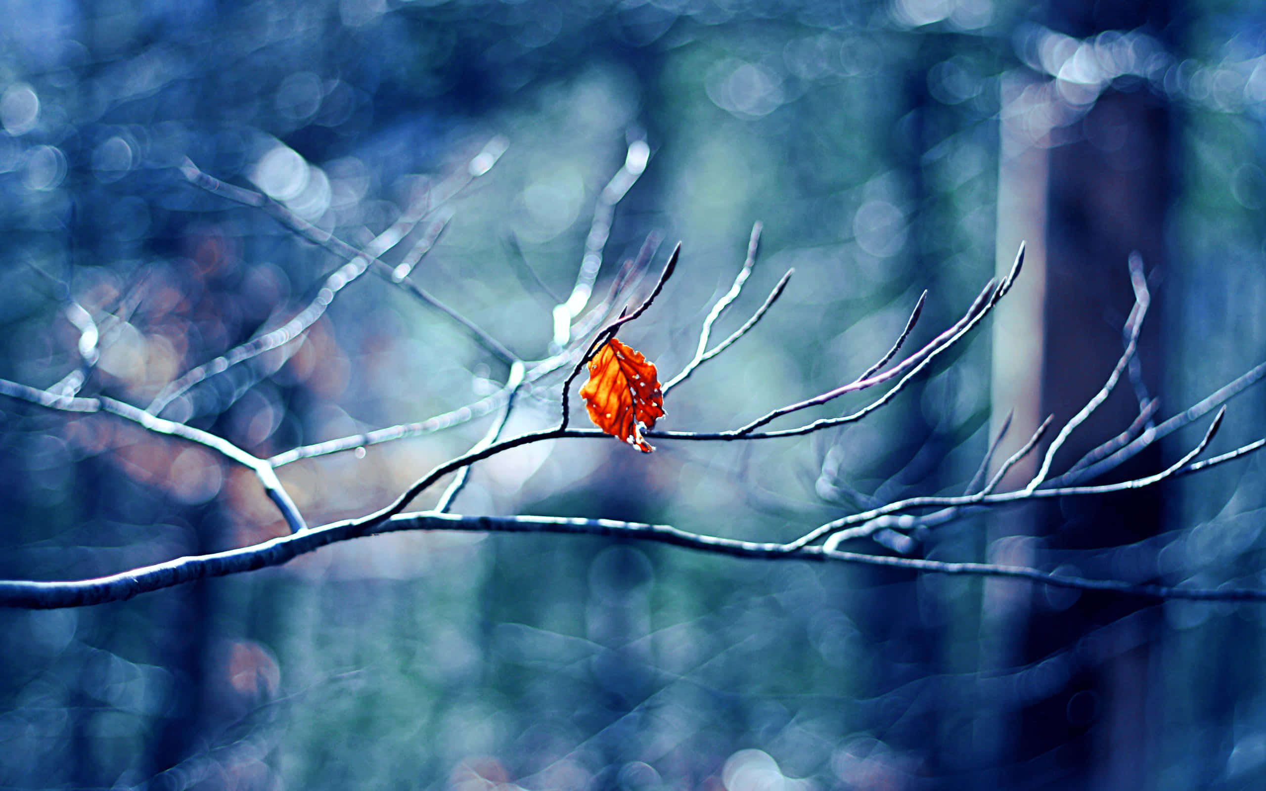 Beautiful Winter 桌布 壁紙 — 一片鮮豔的橙色葉子緊貼在光禿禿的樹枝上，背景是冷藍色模糊的森林。