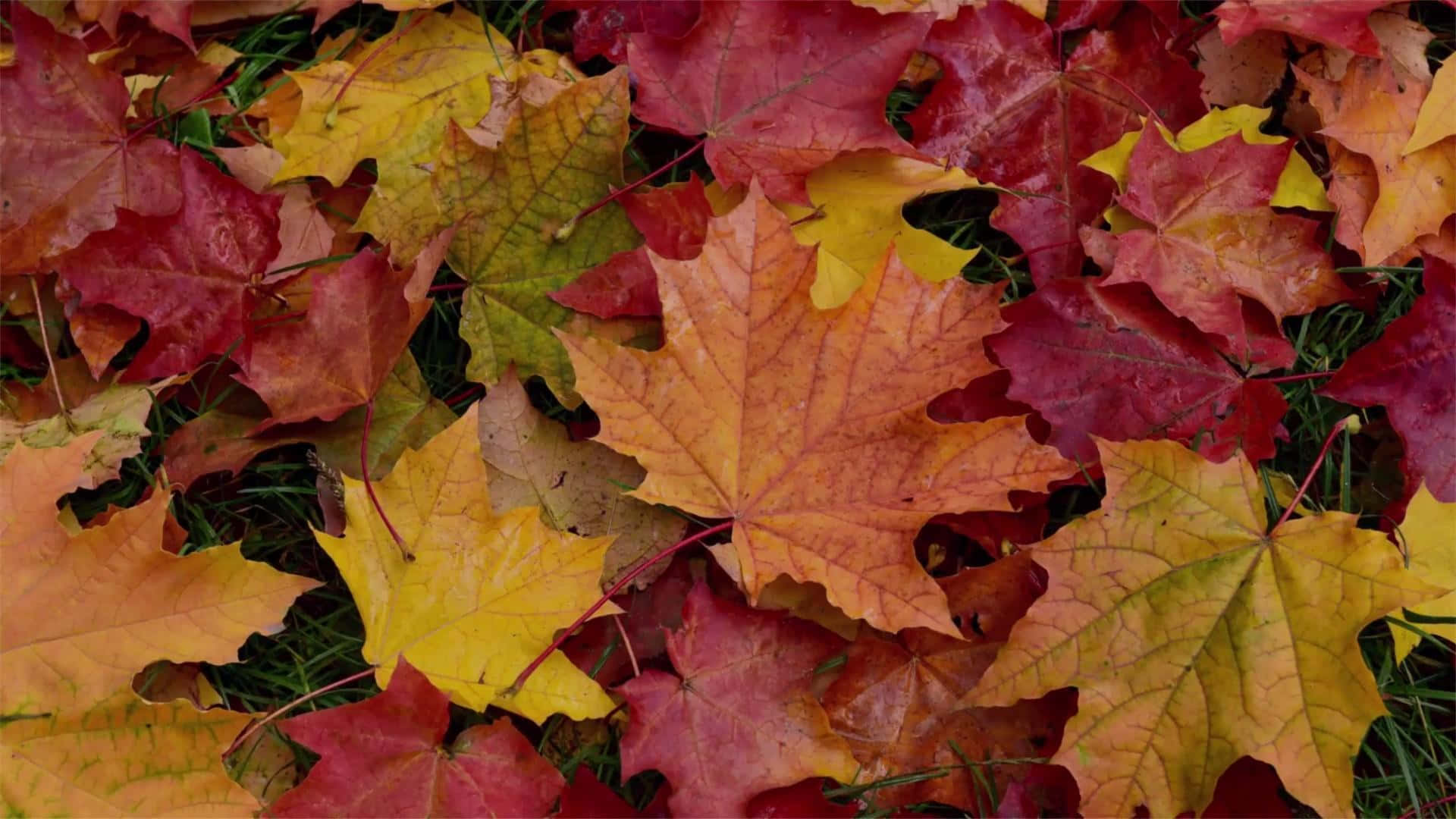 Fall Leaf 桌布 壁紙 — 一片鮮豔的秋日楓葉地毯，紅、橙、黃色調散落在綠草上。