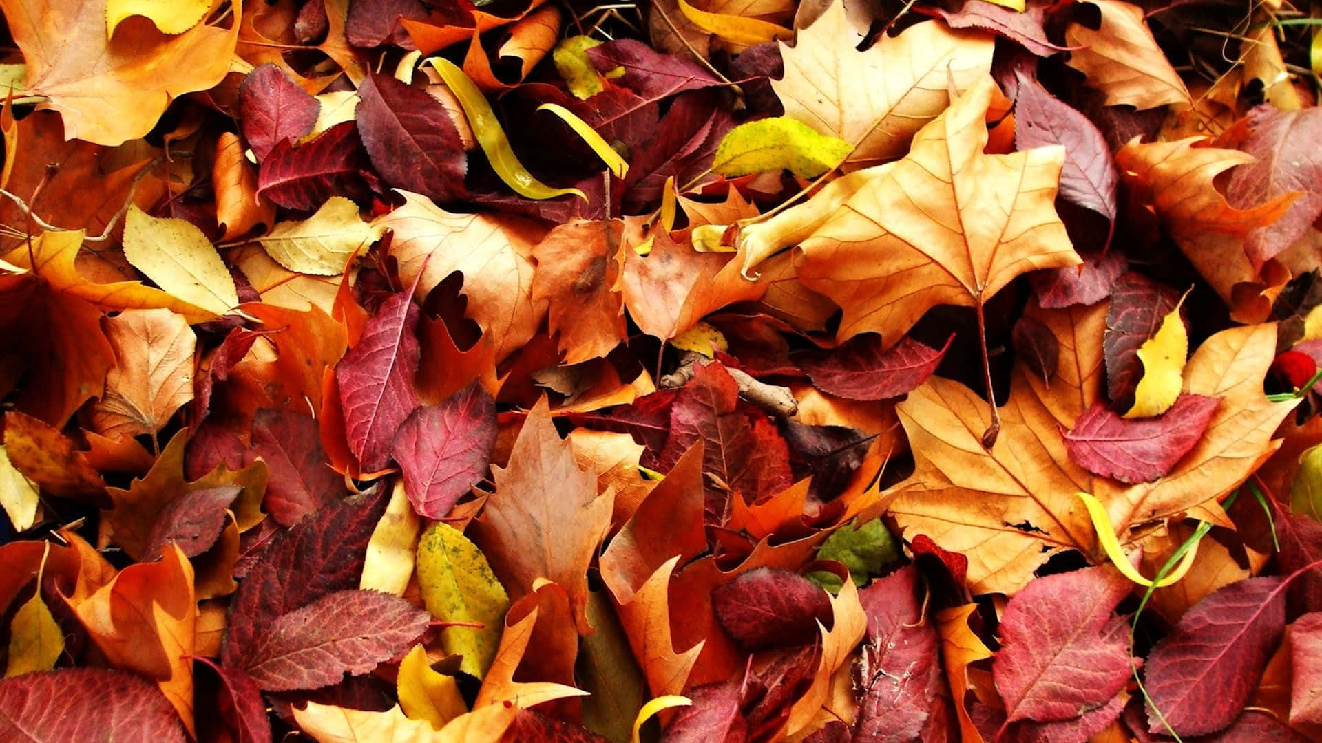 Tumblr Autumn Desktop 桌布 壁紙 — 一片鮮豔的秋葉地毯，以濃郁的紅色、橙色和黃色密集地散落在地面上。