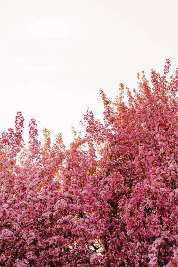 復古美學 桌布 壁紙 — 一片鮮豔的粉紅櫻花樹冠，在柔和的白天下密集盛開，構成寧靜的春日景象。