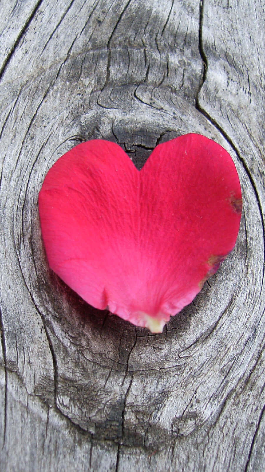 Heart Shape 桌布 壁紙 — 一片鮮豔的粉紅色心形玫瑰花瓣，靜靜地躺在風化的灰色木節中央。