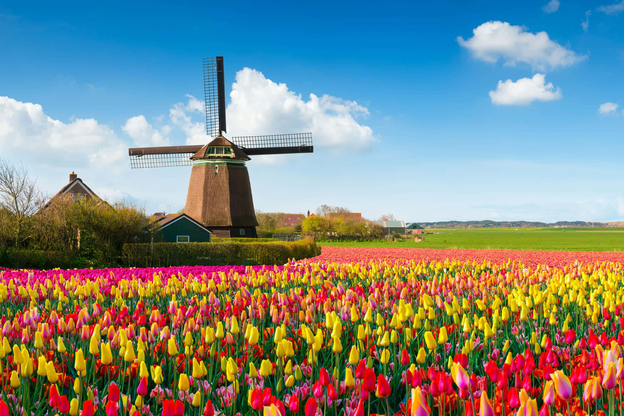 Netherlands 桌布 壁紙 — 一片鮮豔的紅、黃、粉紅色鬱金香花田，在藍天白雲下延伸至一座經典的木製風車。