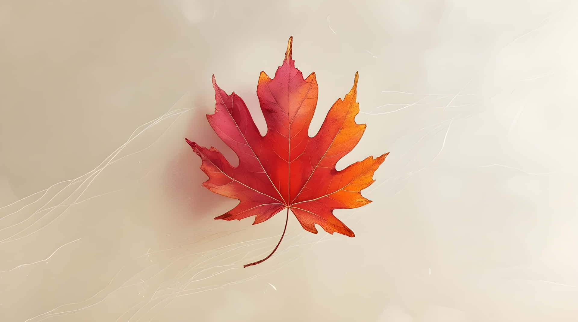 Dry red fallen leaves wallpaper 壁紙 — 一片鮮豔的紅橙色楓葉漂浮在柔和的米色背景上，帶有細膩的白色縷縷。