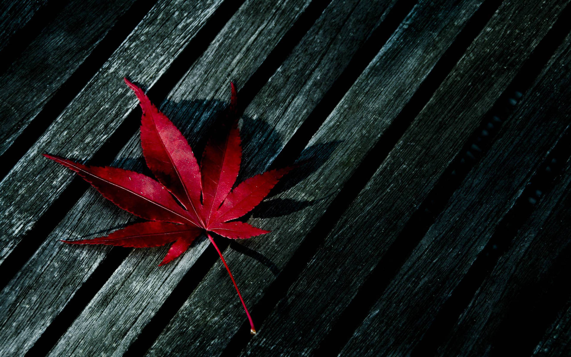 大麻 桌布 壁紙 — 一片鮮豔的紅色楓葉在強烈光線下戲劇性地停留在風化的深色木板上。
