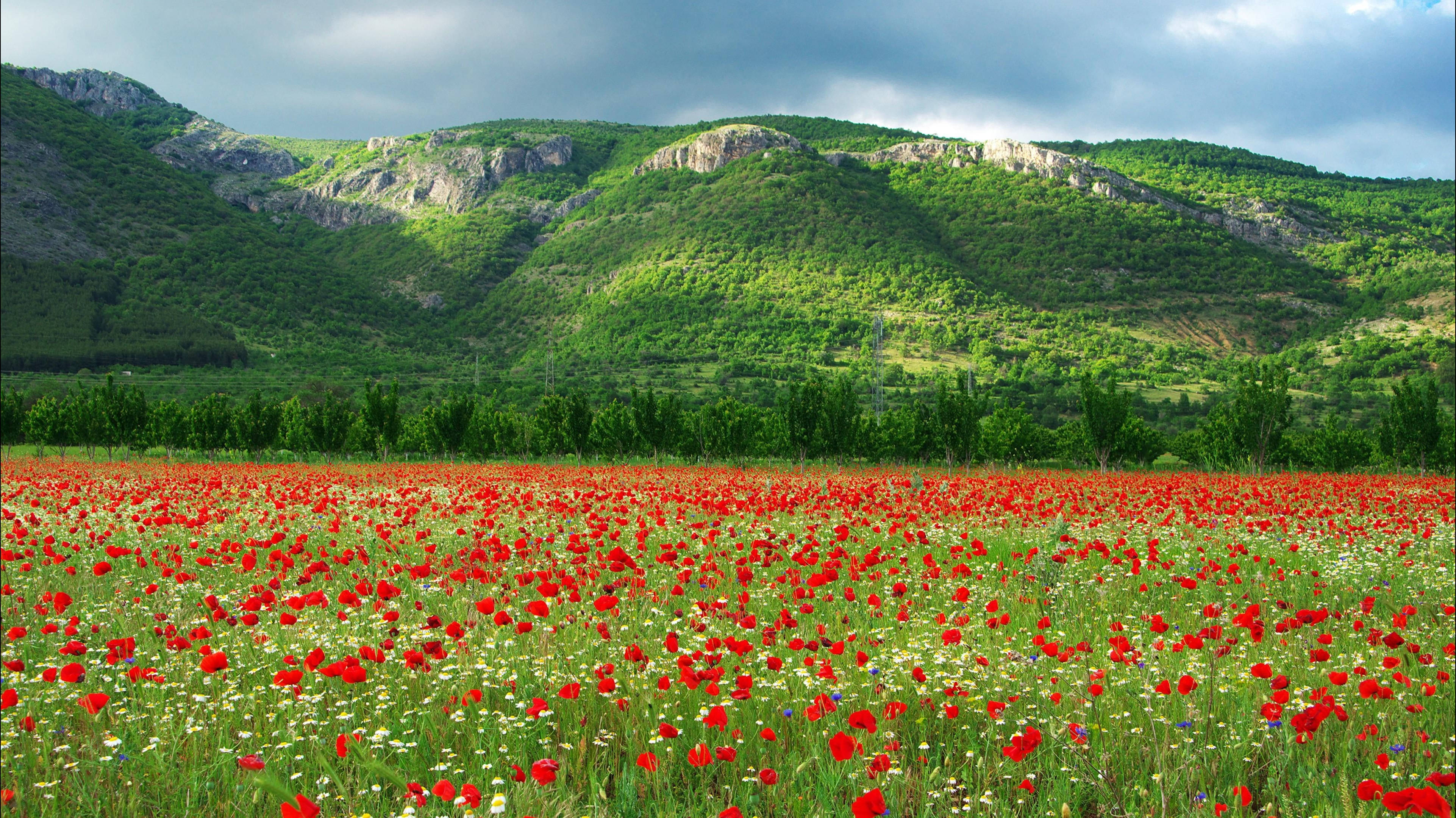 Poppy 桌布 壁紙 — 一片鮮豔的紅色罌粟花和白色雛菊田在戲劇性的多雲天空下，延伸在鬱鬱蔥蔥的綠色山丘前。