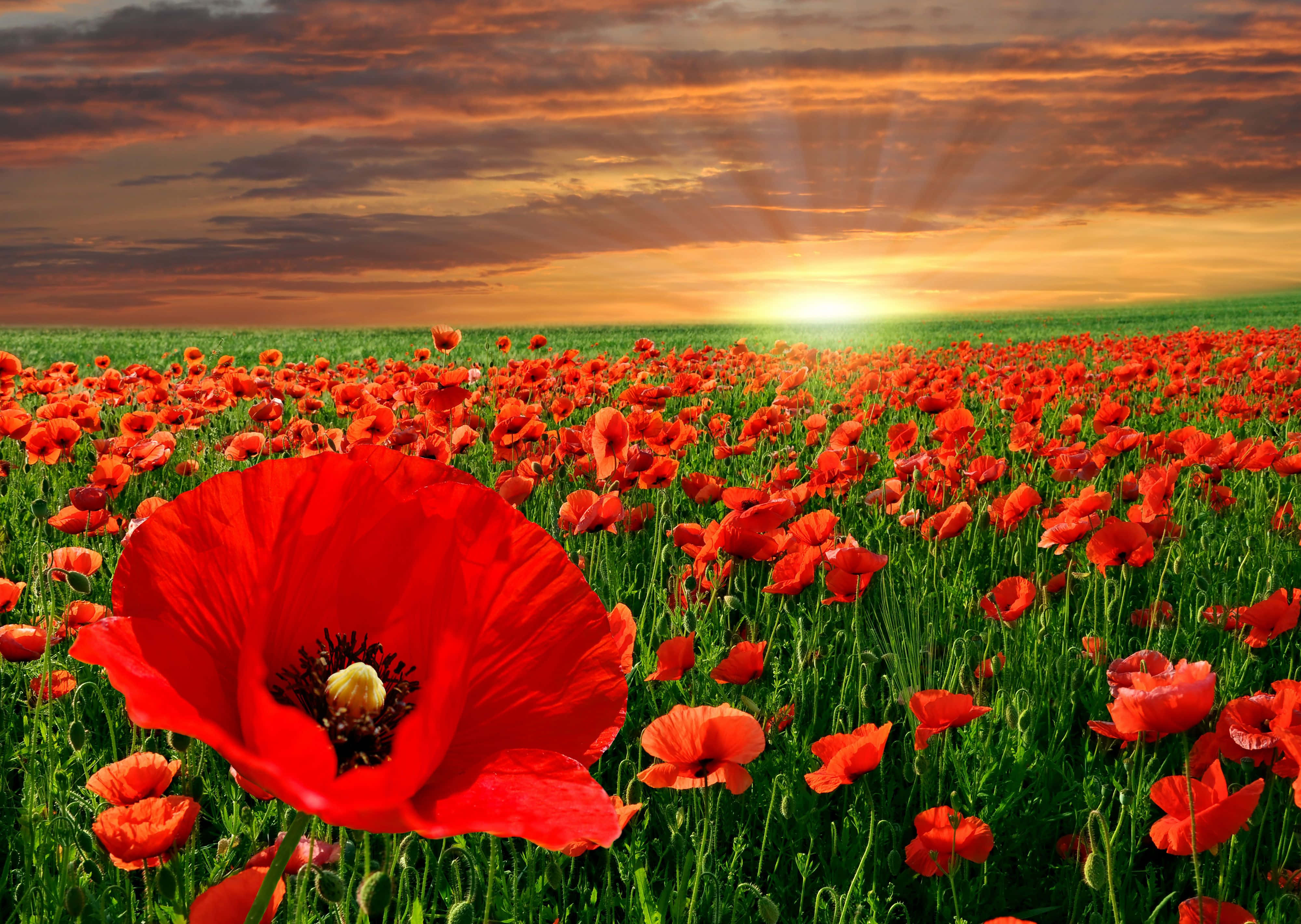 Poppy 桌布 壁紙 — 一片鮮豔的紅色罌粟花田在戲劇性的日落天空下搖曳，金色光芒穿透雲層。