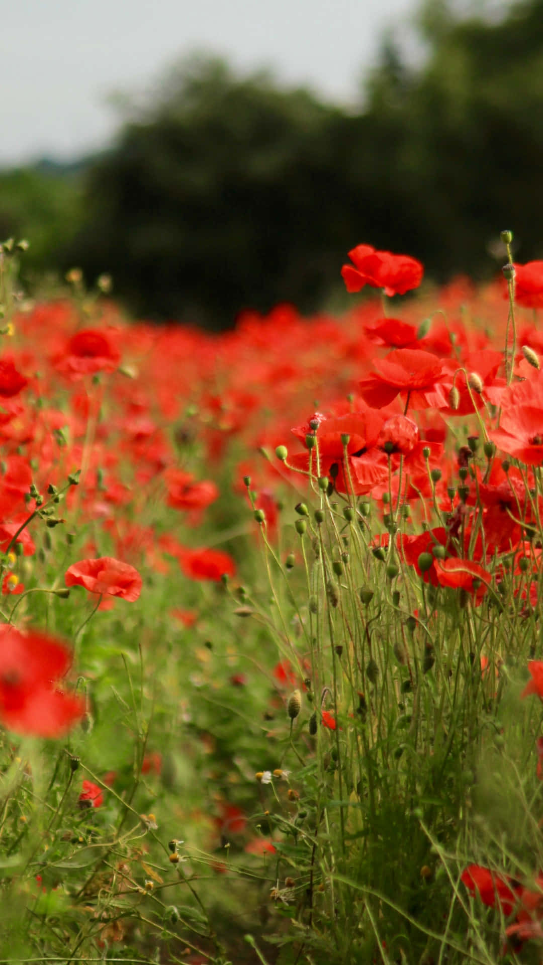 Poppy Field 桌布 壁紙 — 一片鮮豔的紅色罌粟花田在柔和日光中輕輕搖曳，襯托著綠色莖稈和模糊的樹木背景。