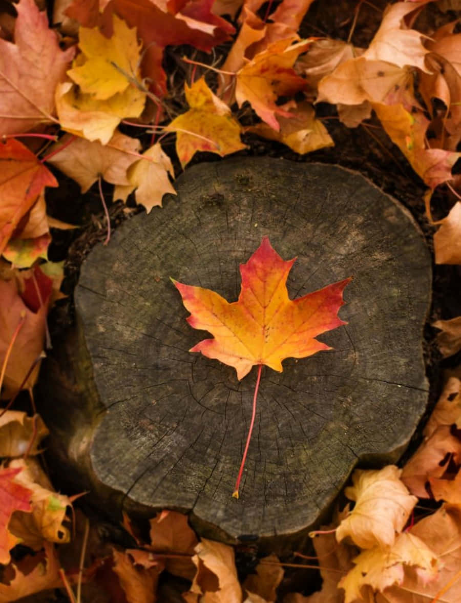 Autumn Season 桌布 壁紙 — 一片鮮豔的紅黃楓葉落在一個風化的樹樁上，周圍散落著秋天的落葉。