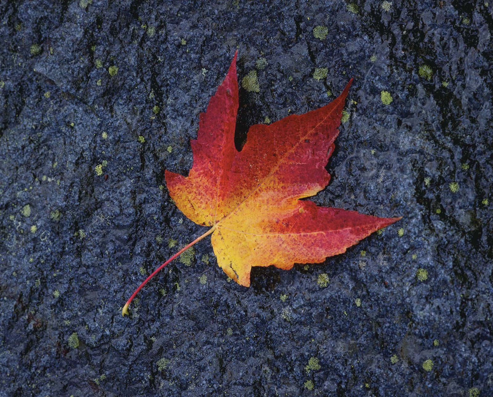 葉子 桌布 壁紙 — 一片鮮豔的紅黃楓葉躺在佈滿綠色地衣的深色紋理石面上。