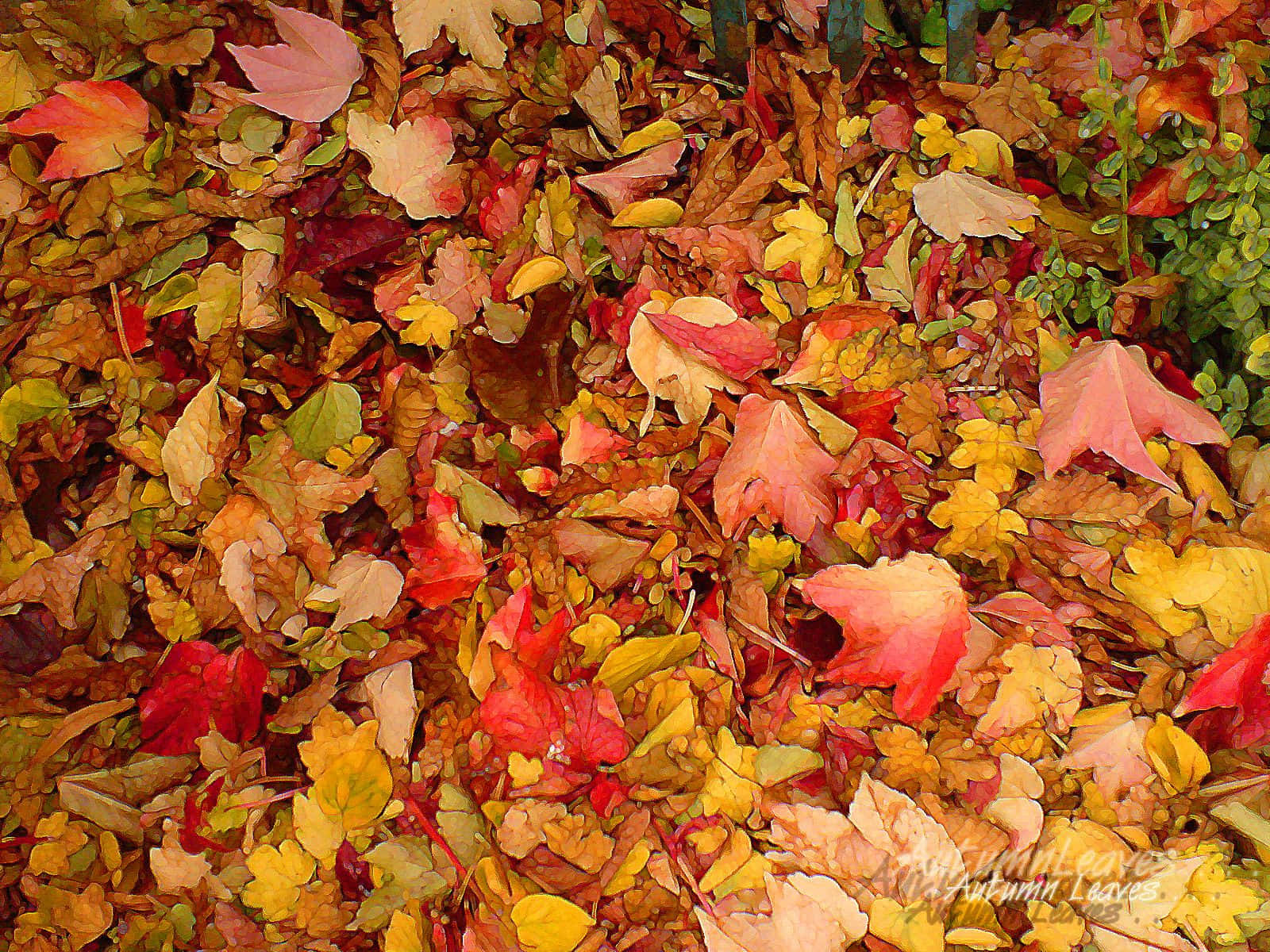 Leaves 桌布 壁紙 — 一片鮮豔的落葉地毯，紅色、黃色和橙色的色調散落在地上。