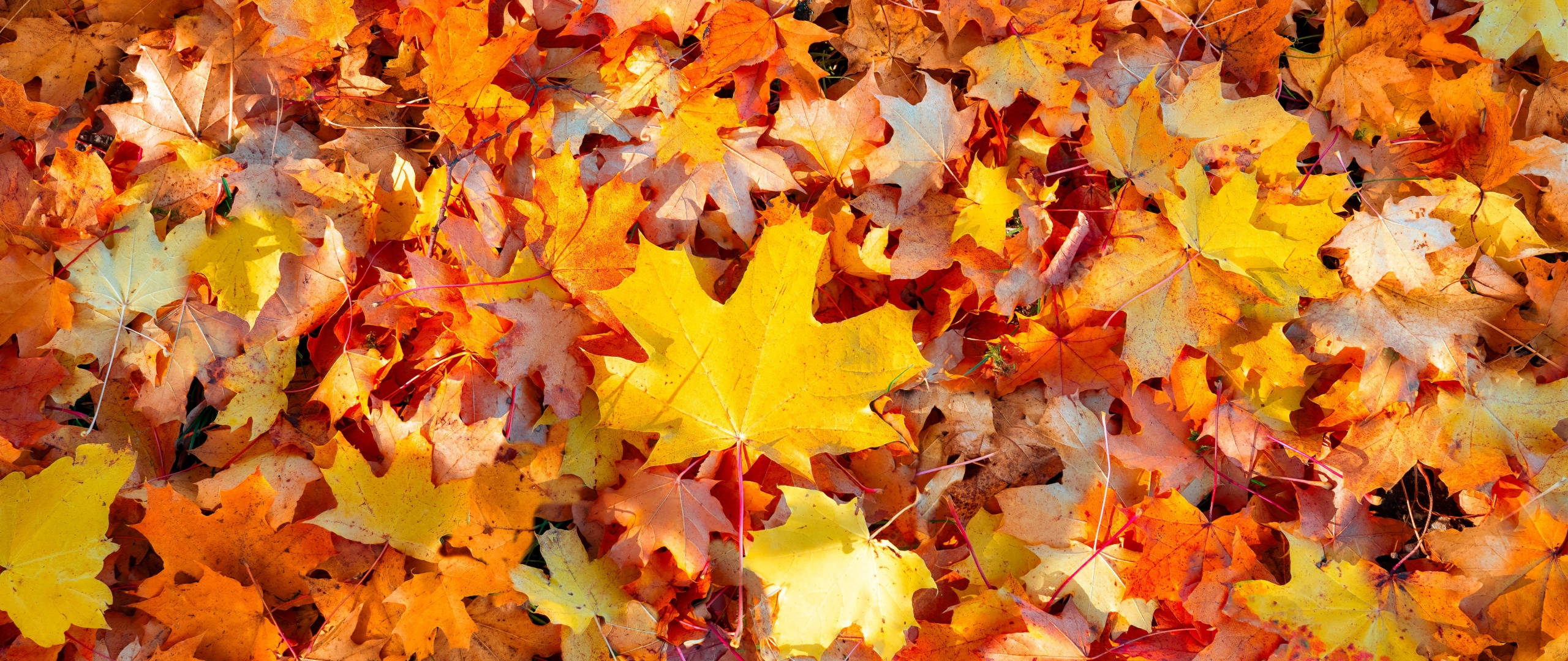 iPhone 桌布 壁紙 — 一片鮮豔的落葉楓葉地毯，以火熱的橙色、黃色和紅色色調覆蓋地面。