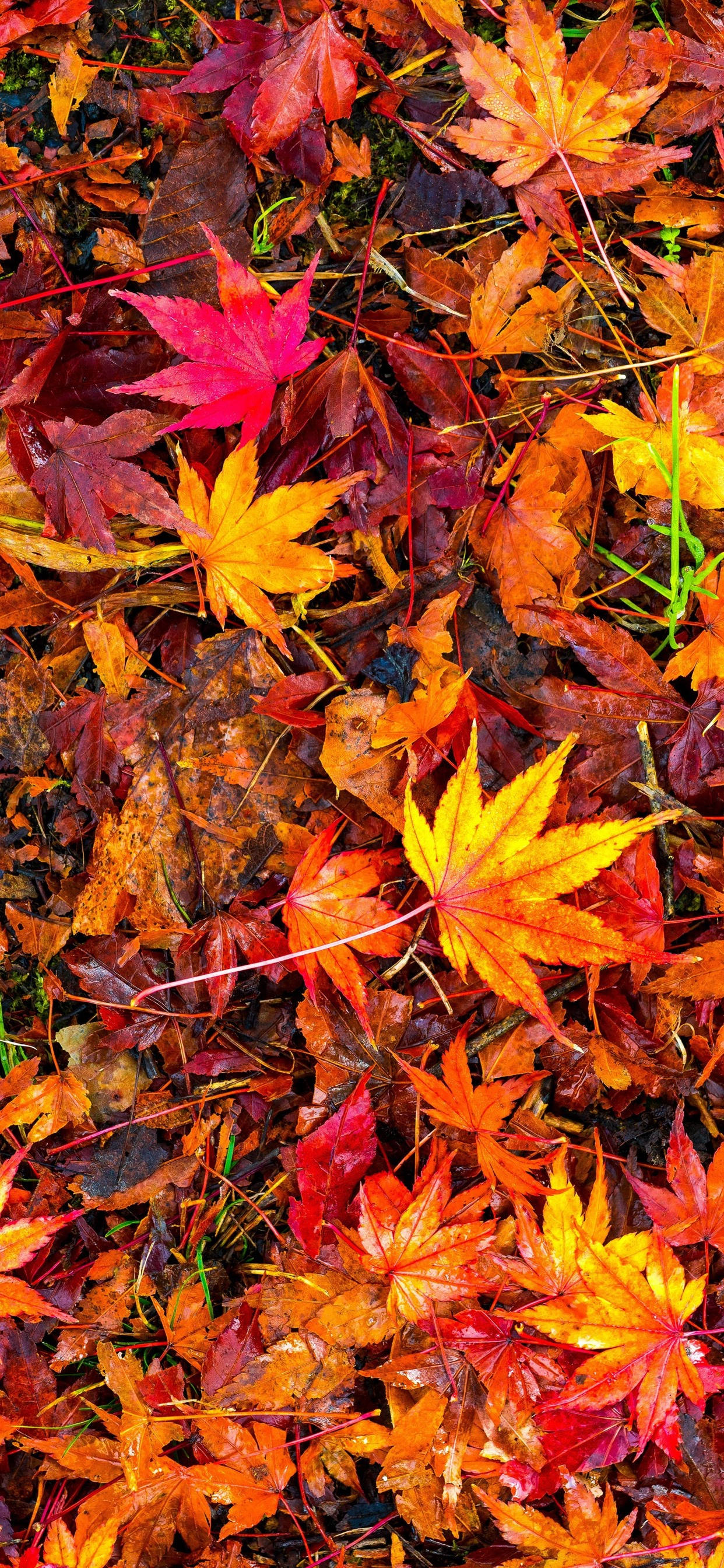 Fall iPhone 桌布 壁紙 — 一片鮮豔的落葉楓葉地毯，以火紅、橙黃色覆蓋森林地面。