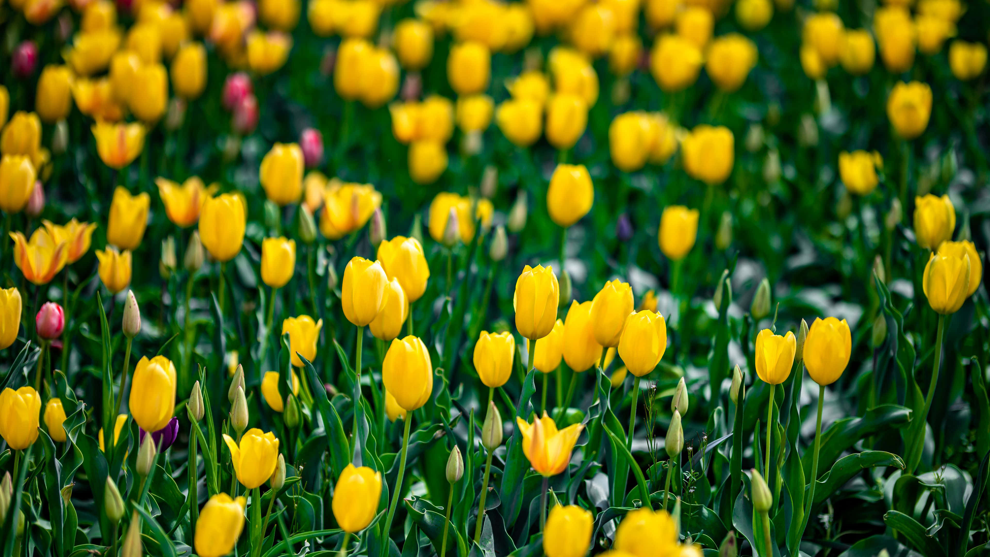 Yellow Tulips 桌布 壁紙 — 一片鮮豔的黃色鬱金香田野，帶有綠色莖幹和幾朵粉紅色花蕾，在明亮的日光下。