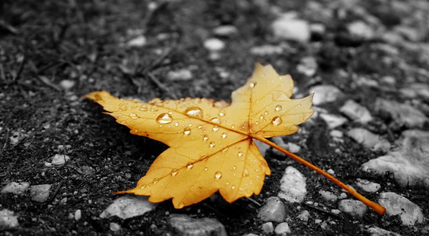 Fall Dew 桌布 壁紙 — 一片鮮黃色的楓葉上帶著閃爍的水珠，靜靜地躺在低飽和度的碎石路上。