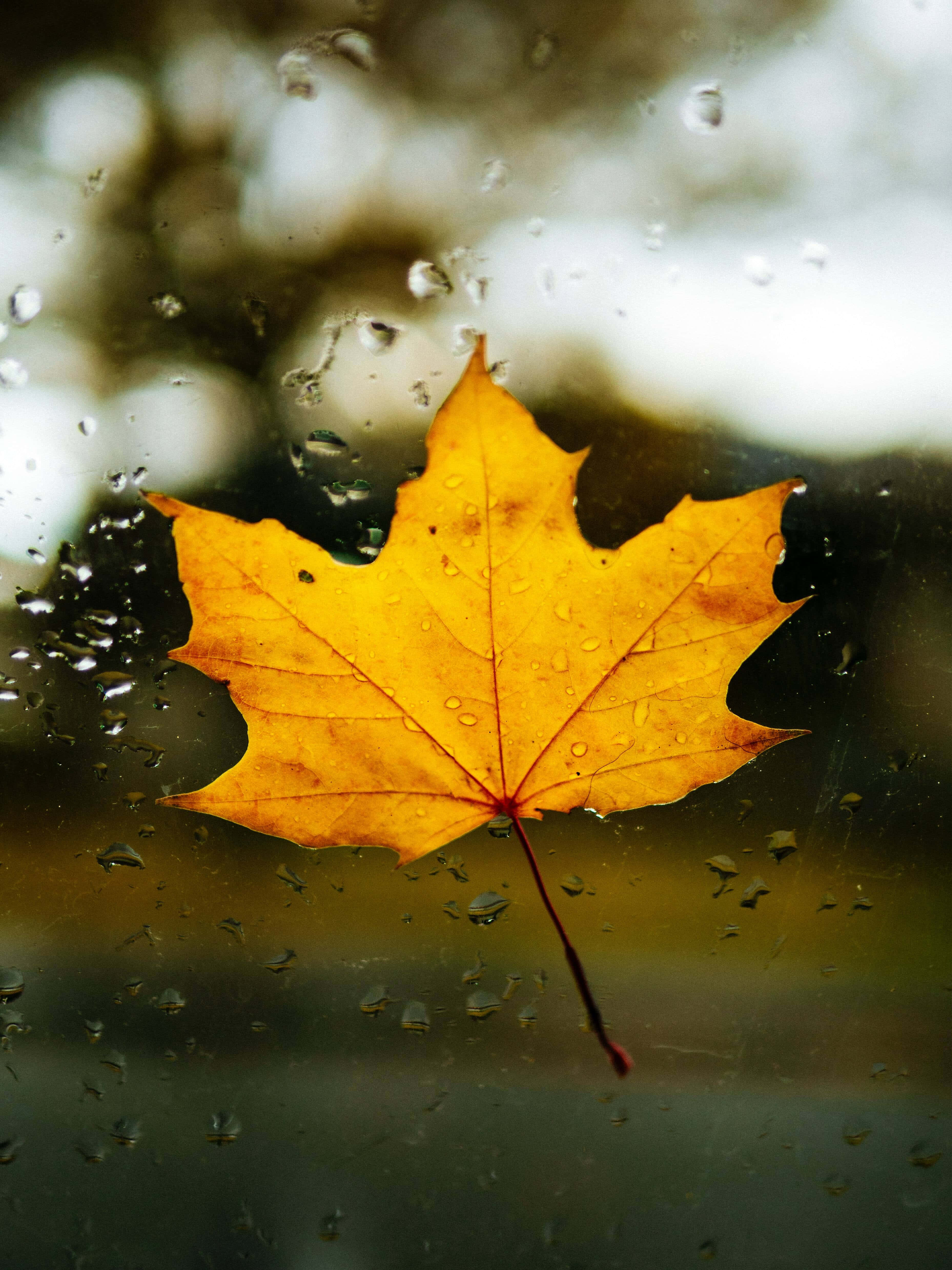 Fall Rain 桌布 壁紙 — 一片鮮黃色的楓葉停留在佈滿雨點的窗戶上，背景柔和模糊。