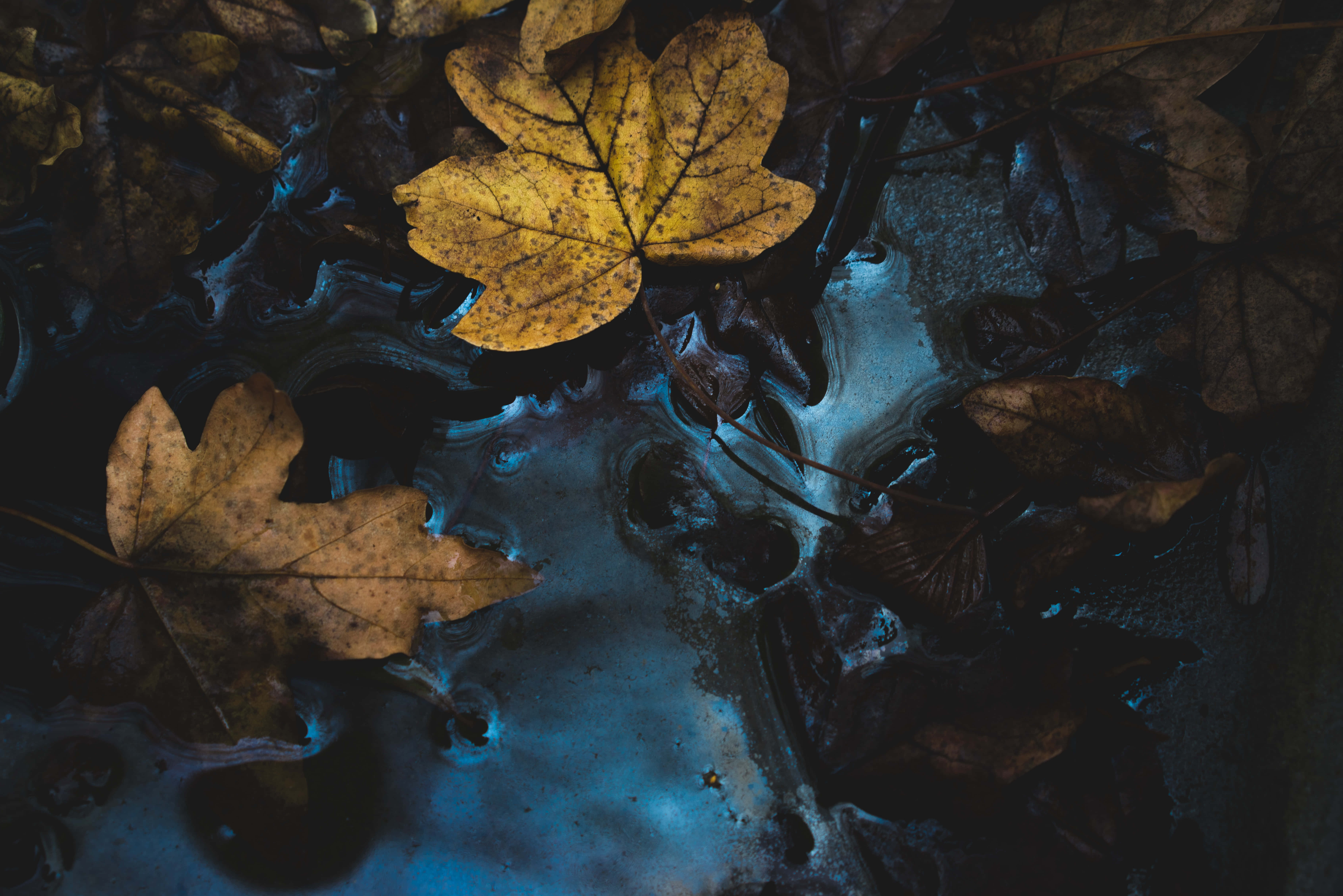 Fall Rain 桌布 壁紙 — 一片鮮黃色的楓葉漂浮在深色水面上，周圍是腐爛的棕色葉子，在憂鬱的藍色燈光下。