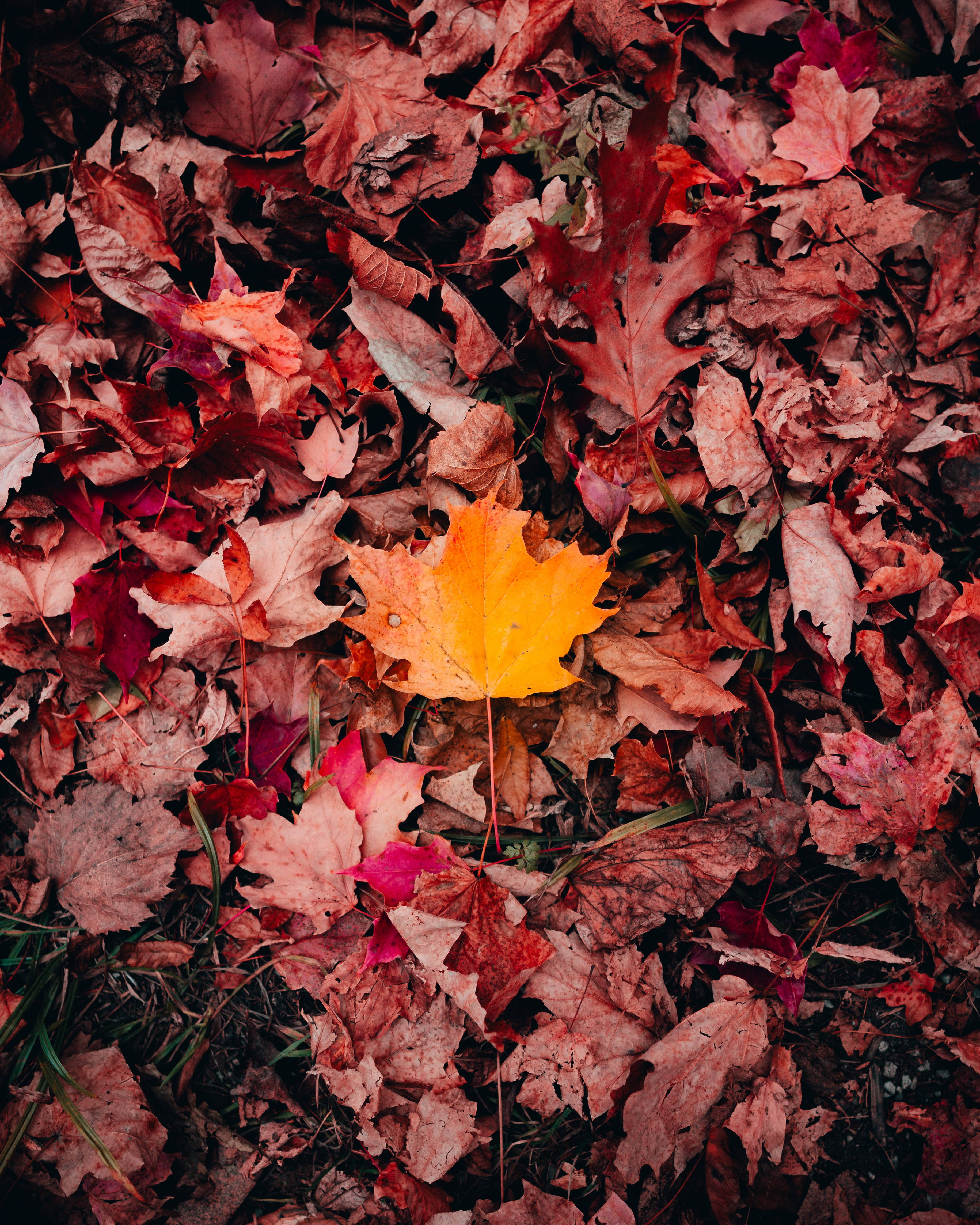 Leaves 桌布 壁紙 — 一片鮮黃色的楓葉靜靜地躺在由柔和紅棕色秋葉鋪成的床上。