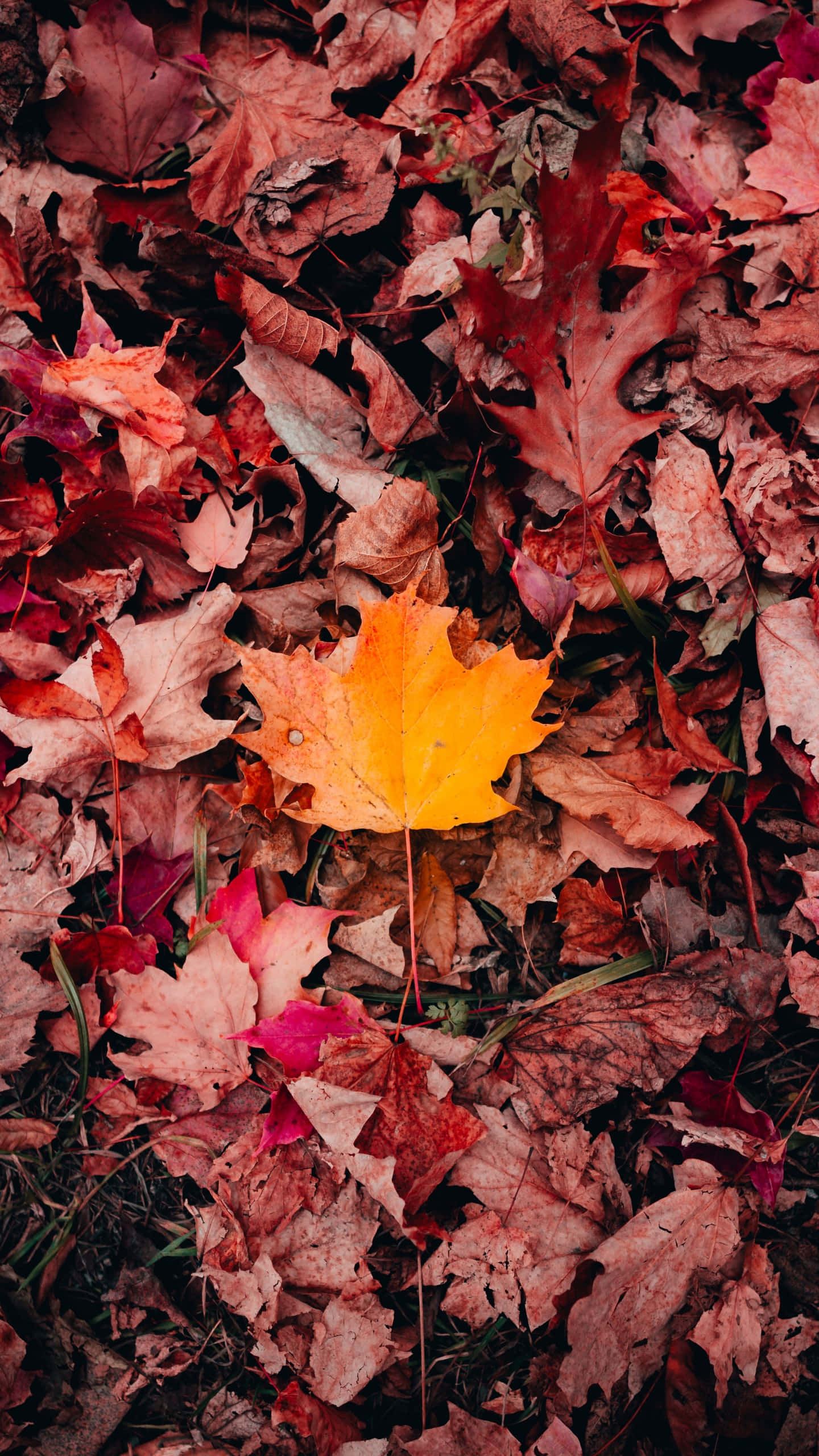 Fall Leaves iPhone 桌布 壁紙 — 一片鮮黃色的楓葉靜靜地躺在由紅褐色落葉鋪成的地毯上。