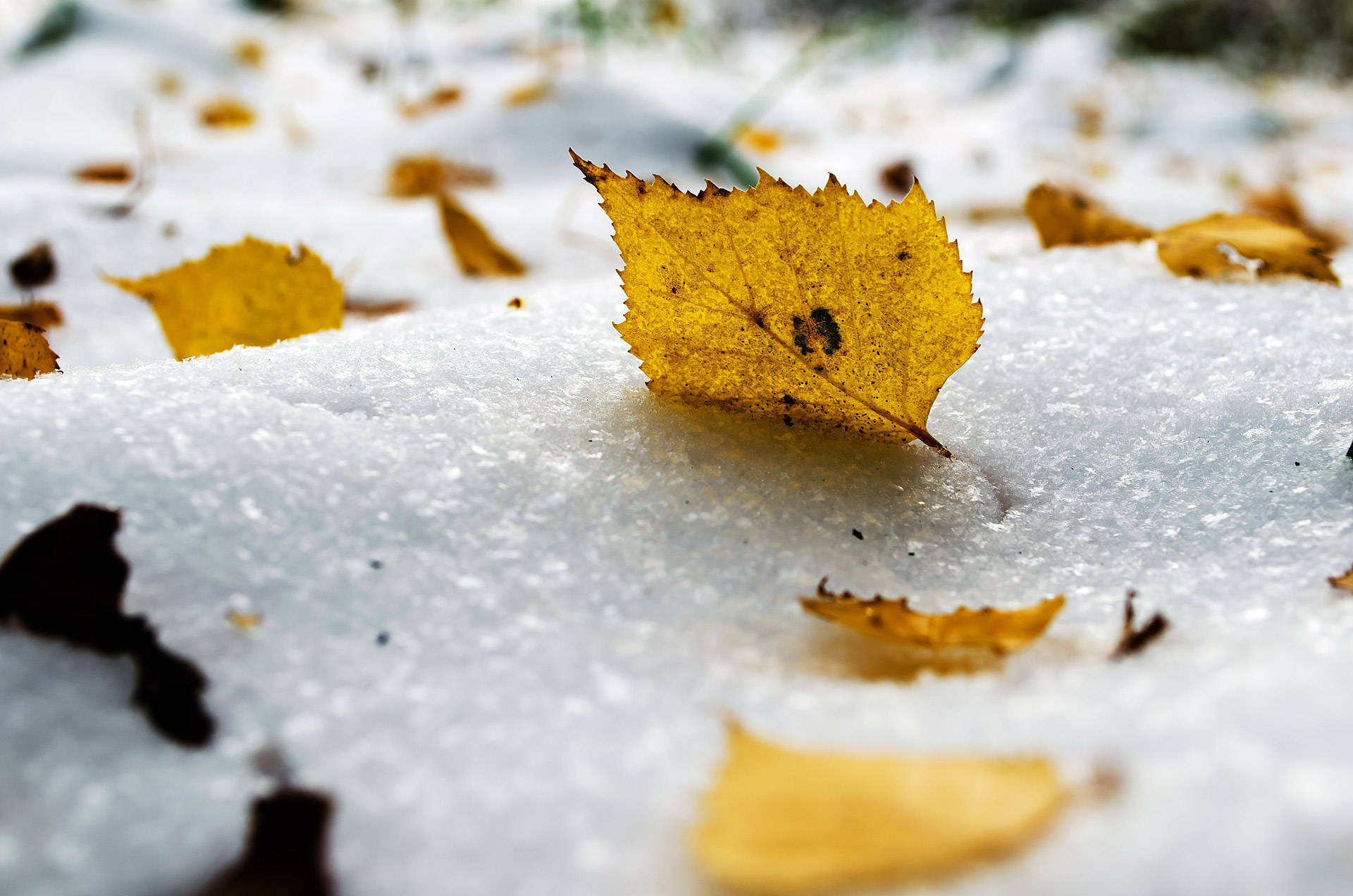 冬季 桌布 壁紙 — 一片鮮黃色的樹葉躺在新鮮的雪地上，周圍散落著落葉。