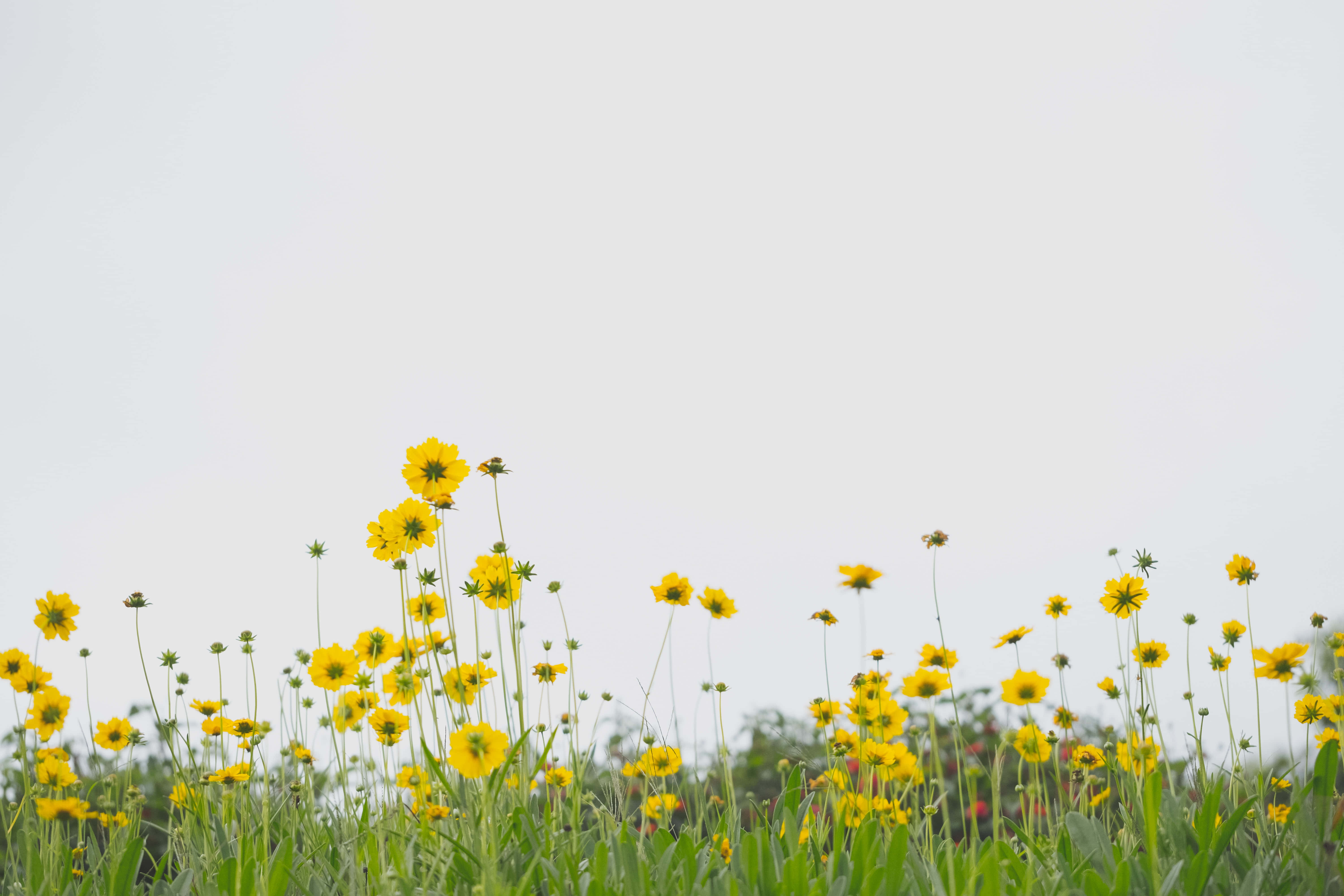 Flower Field 桌布 壁紙 — 一片鮮黃色野花在柔和陰天背景下，伴隨著茂盛綠莖輕輕搖曳。