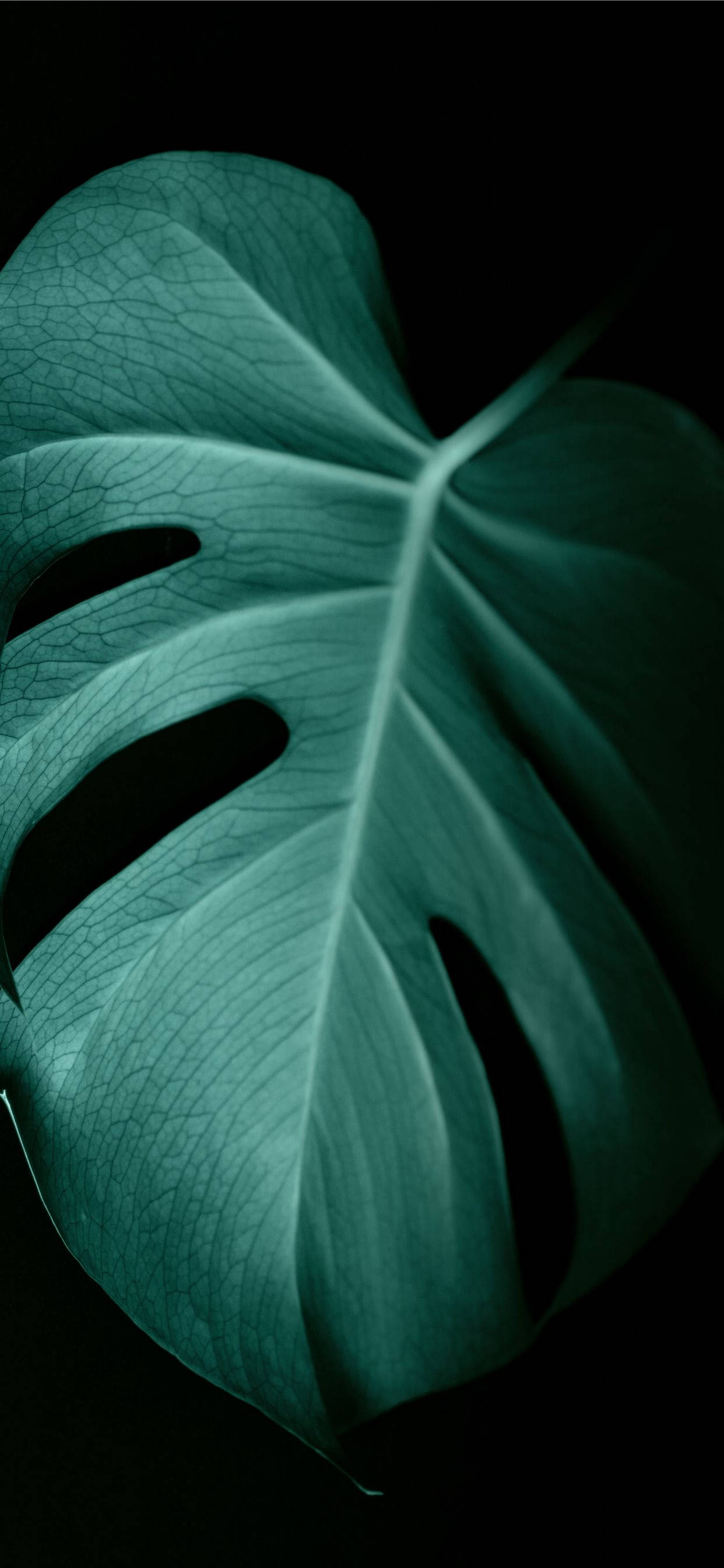 Leaves 桌布 壁紙 — 一片龜背竹葉在純黑背景下散發著深青綠色的葉脈光芒。