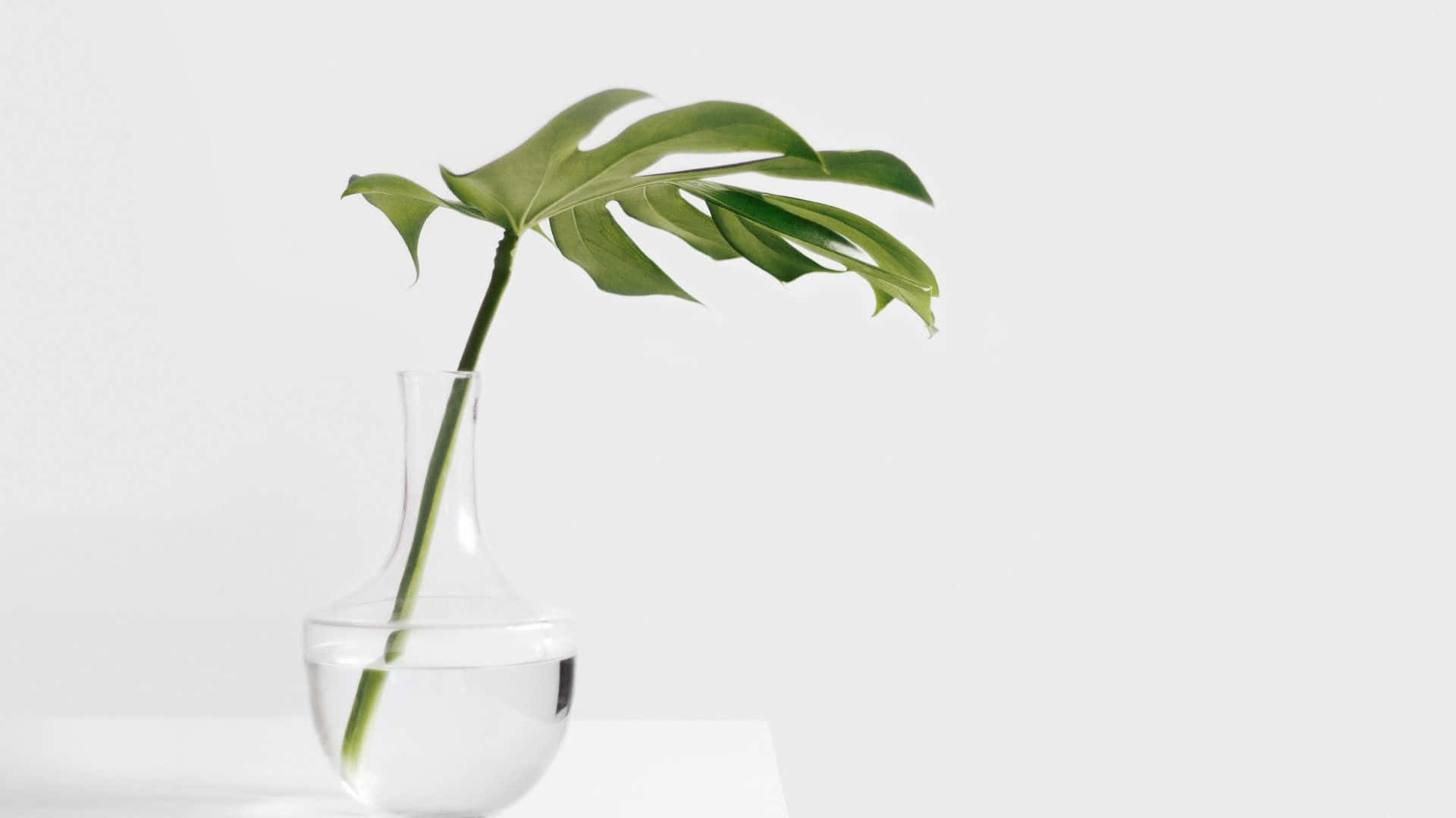 Plant Aesthetic 桌布 壁紙 — 一片龜背竹葉插在裝滿水的透明玻璃花瓶裡，襯以簡約白色背景。