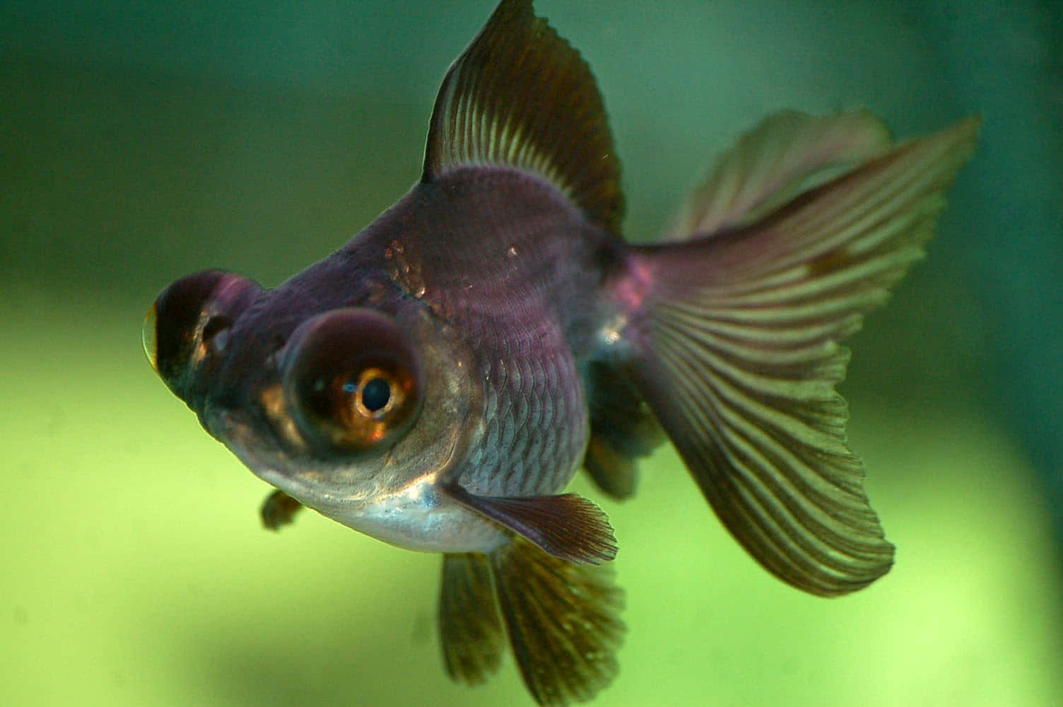 金魚 桌布 壁紙 — 一特寫鏡頭，一條黑色花式金魚，有著大而突出的眼睛和流動的魚鰭，在帶綠色的水中游動。