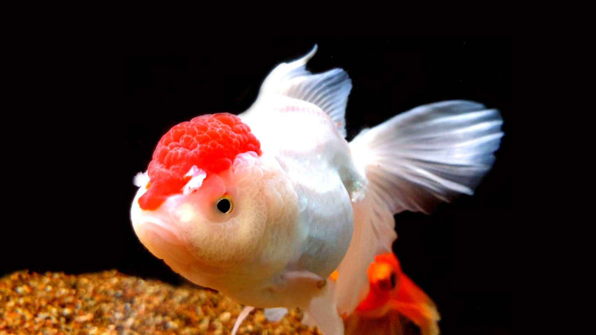Cool Fish 桌布 壁紙 — 一特寫鏡頭，展示一條白色和紅色相間的華麗金魚，擁有流暢的魚鰭，在黑色背景的碎石上方游動。