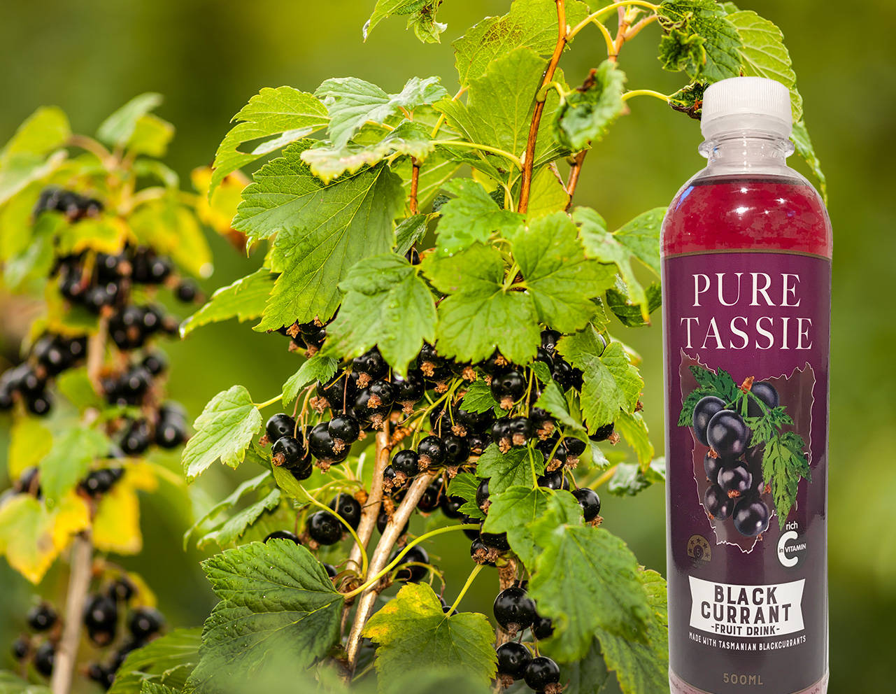 Berry 桌布 壁紙 — 一瓶純正塔斯馬尼亞黑加侖子飲料放在一棵結滿成熟黑加侖子的茂密綠叢旁。