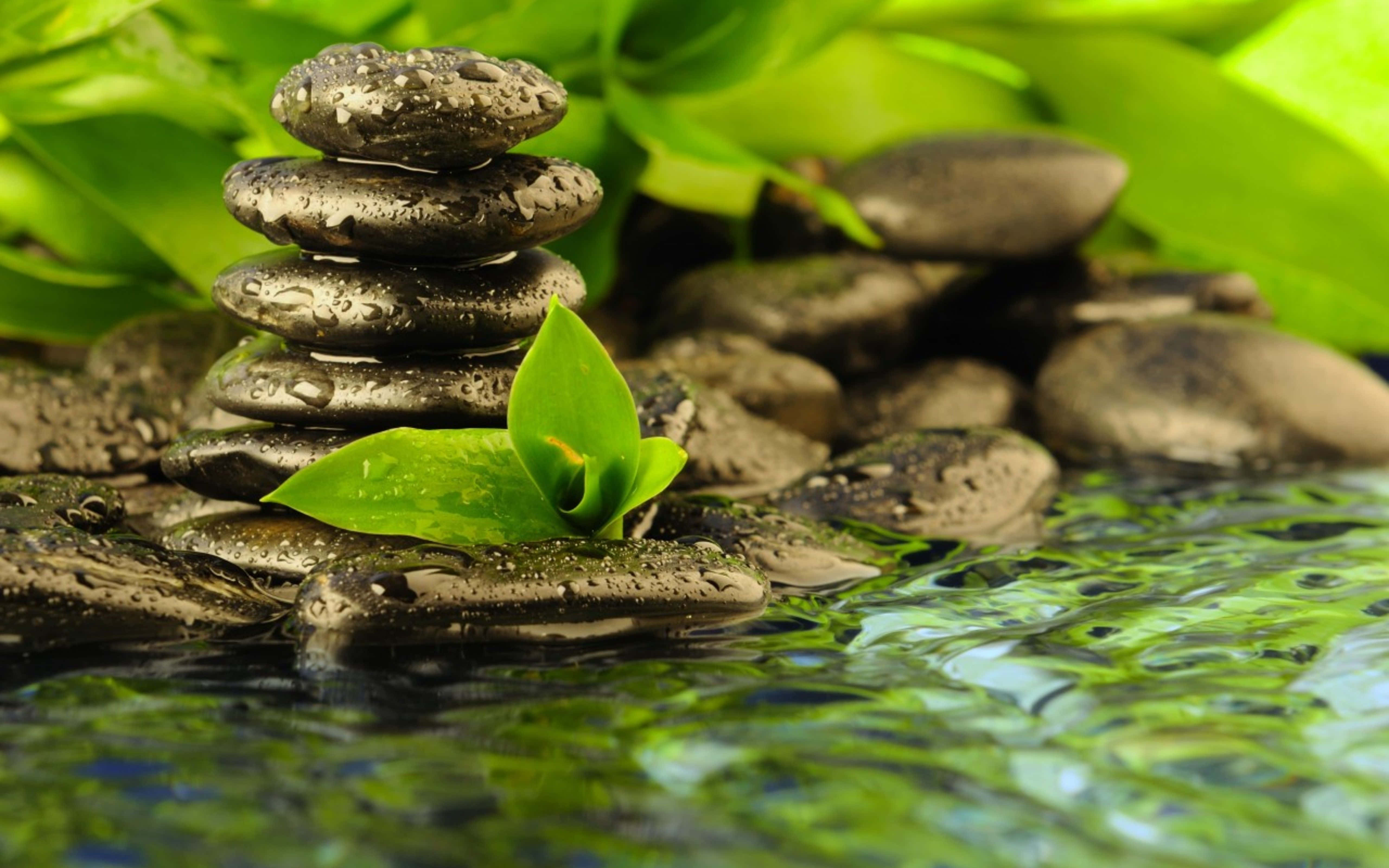 Therapeutic Desktop 桌布 壁紙 — 一疊平靜的濕河石平衡在水面上，底部長出一片充滿活力的綠葉。
