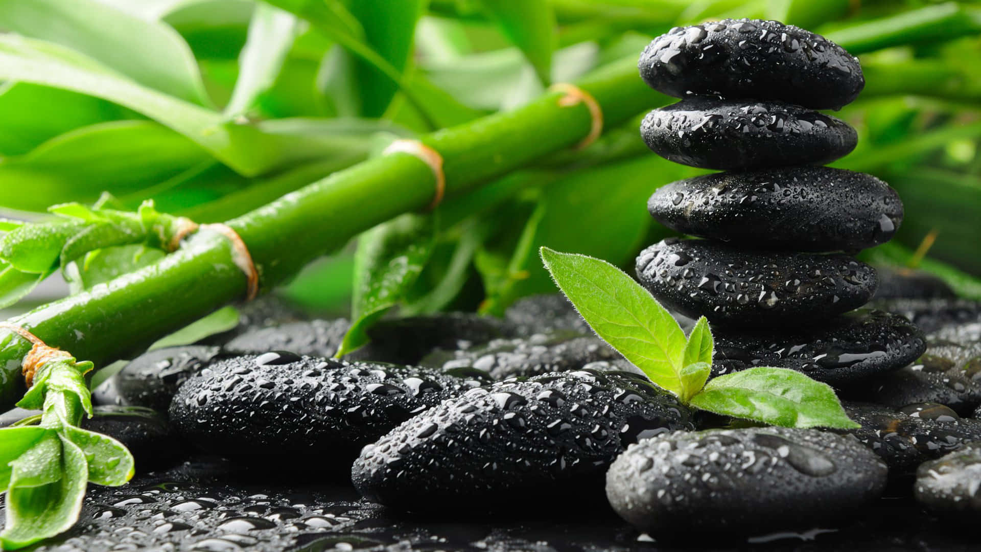 Reiki 桌布 壁紙 — 一疊平靜的濕黑石，平衡在充滿活力的綠色竹子和新鮮葉子旁邊。