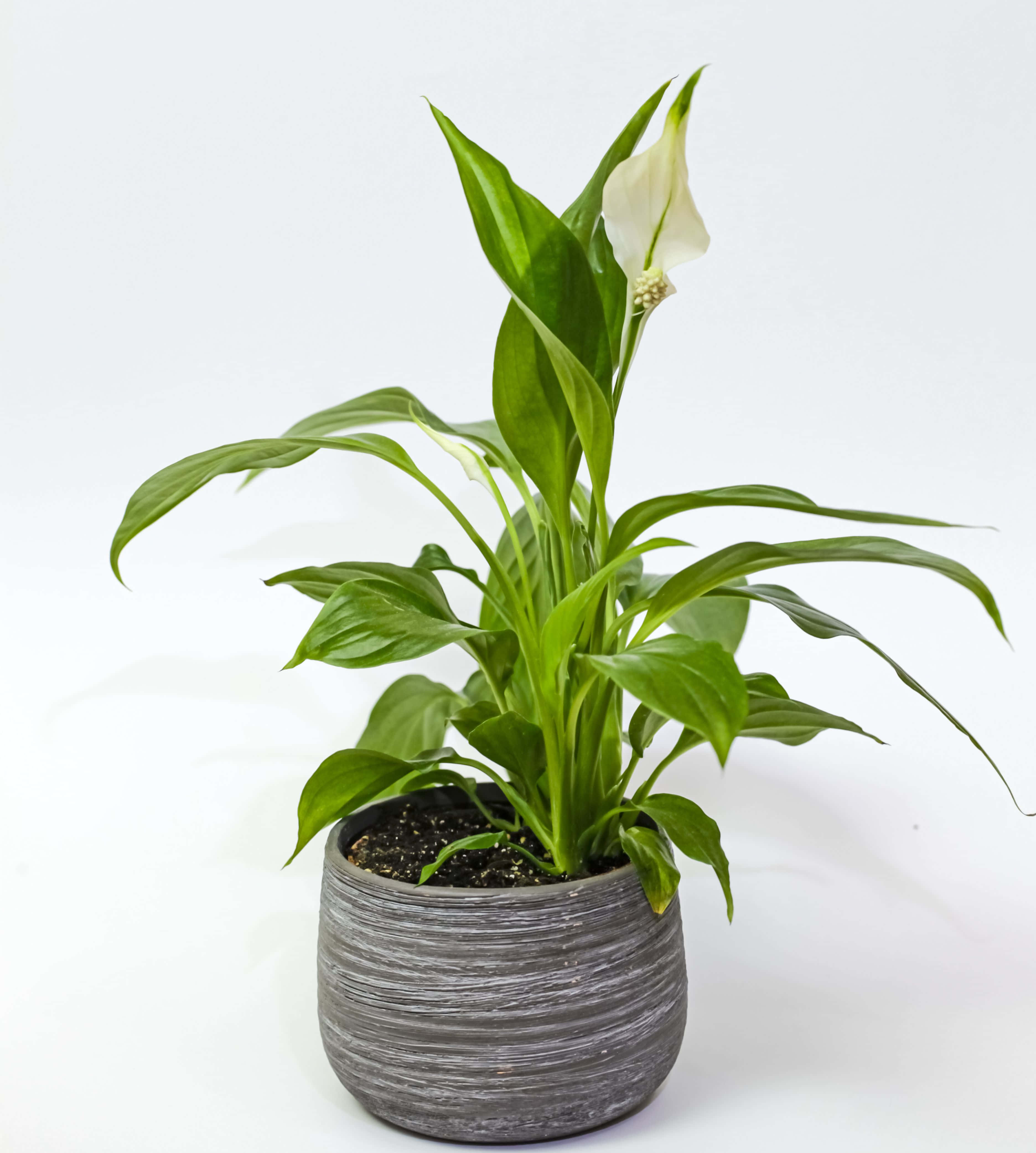Green Plant 桌布 壁紙 — 一盆充滿活力的白鶴芋，擁有光澤的綠色葉片和純白色的佛焰苞，在質感灰色花盆中盛開，背景為潔淨的白色。
