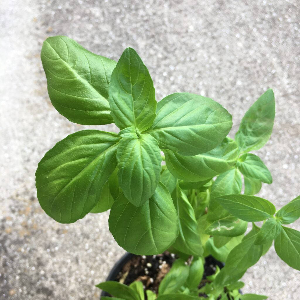 Plant 桌布 壁紙 — 一盆充滿活力的綠色羅勒植物，葉子油亮，種植在黑色花盆中，背景是帶紋理的灰色混凝土。