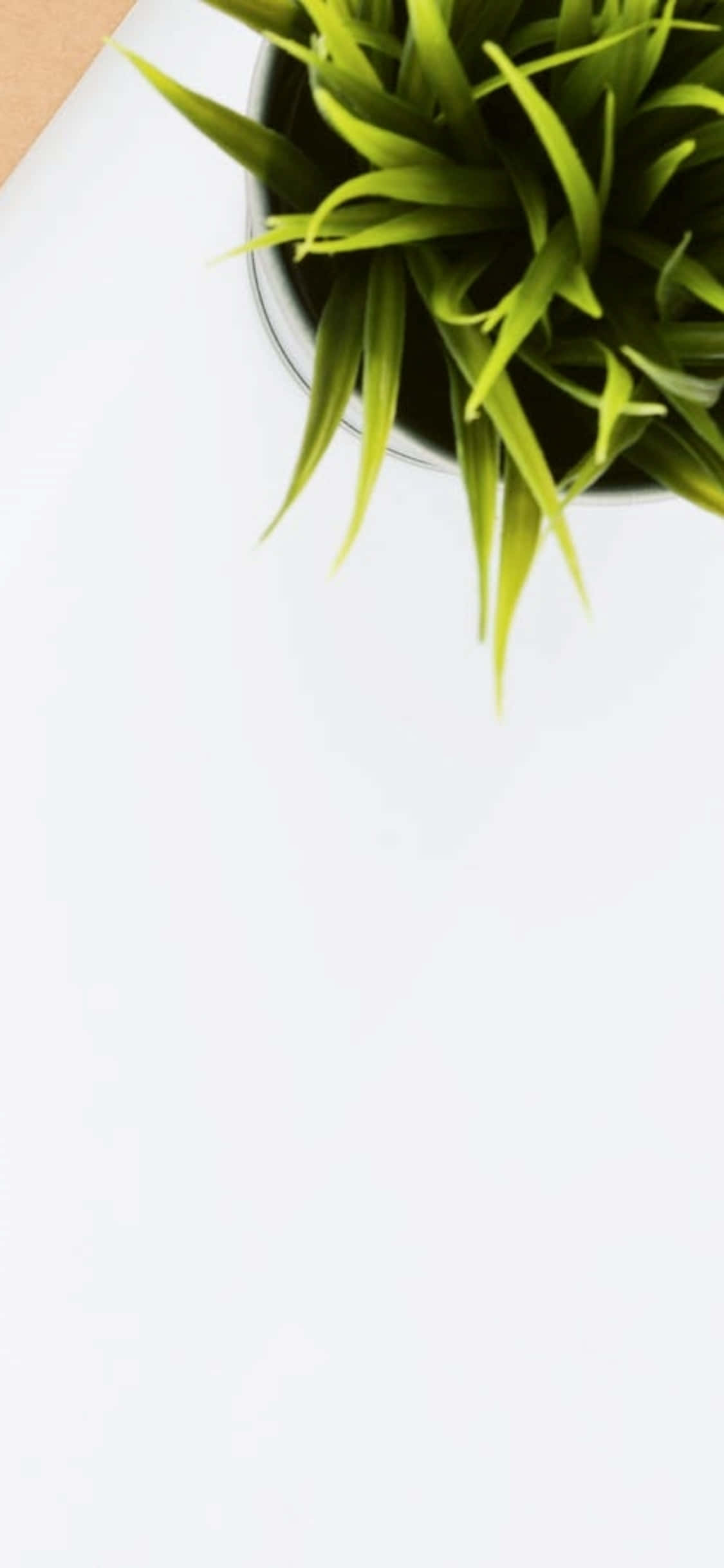 Desk 桌布 壁紙 — 一盆充滿活力的綠色葉子植物放在深色花盆中，置於明亮的白色表面上，帶有一點米色角落。