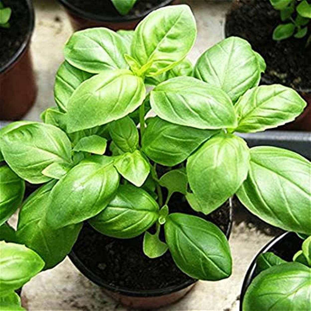 植物 桌布 壁紙 — 一盆充滿活力的羅勒植物，帶有光澤的綠色葉子，在淺色石頭表面上的黑色花盆中茁壯成長。