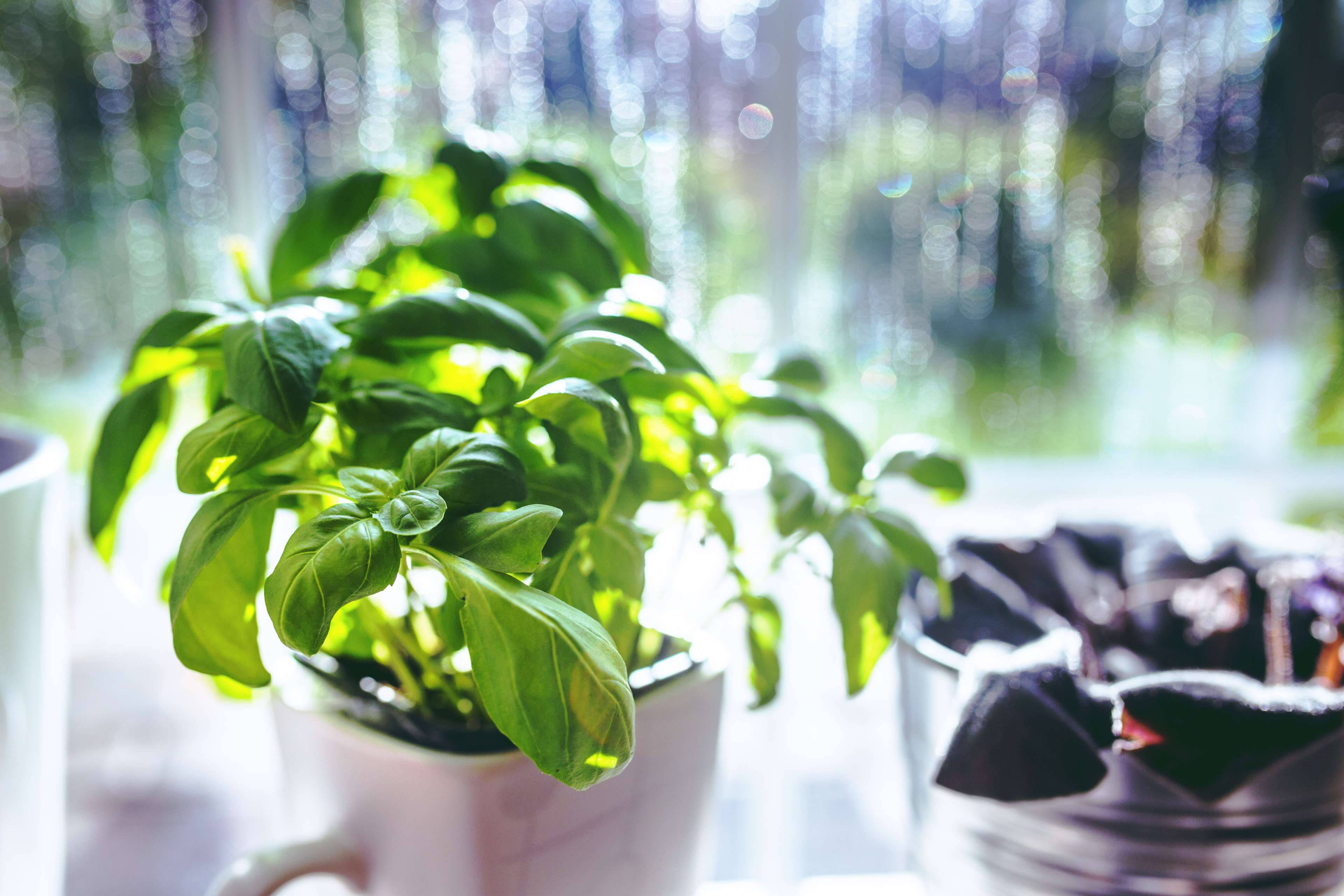 Plant 桌布 壁紙 — 一盆充滿活力的羅勒植物放在白色馬克杯中，沐浴在柔和陽光下，背景是模糊的窗戶。