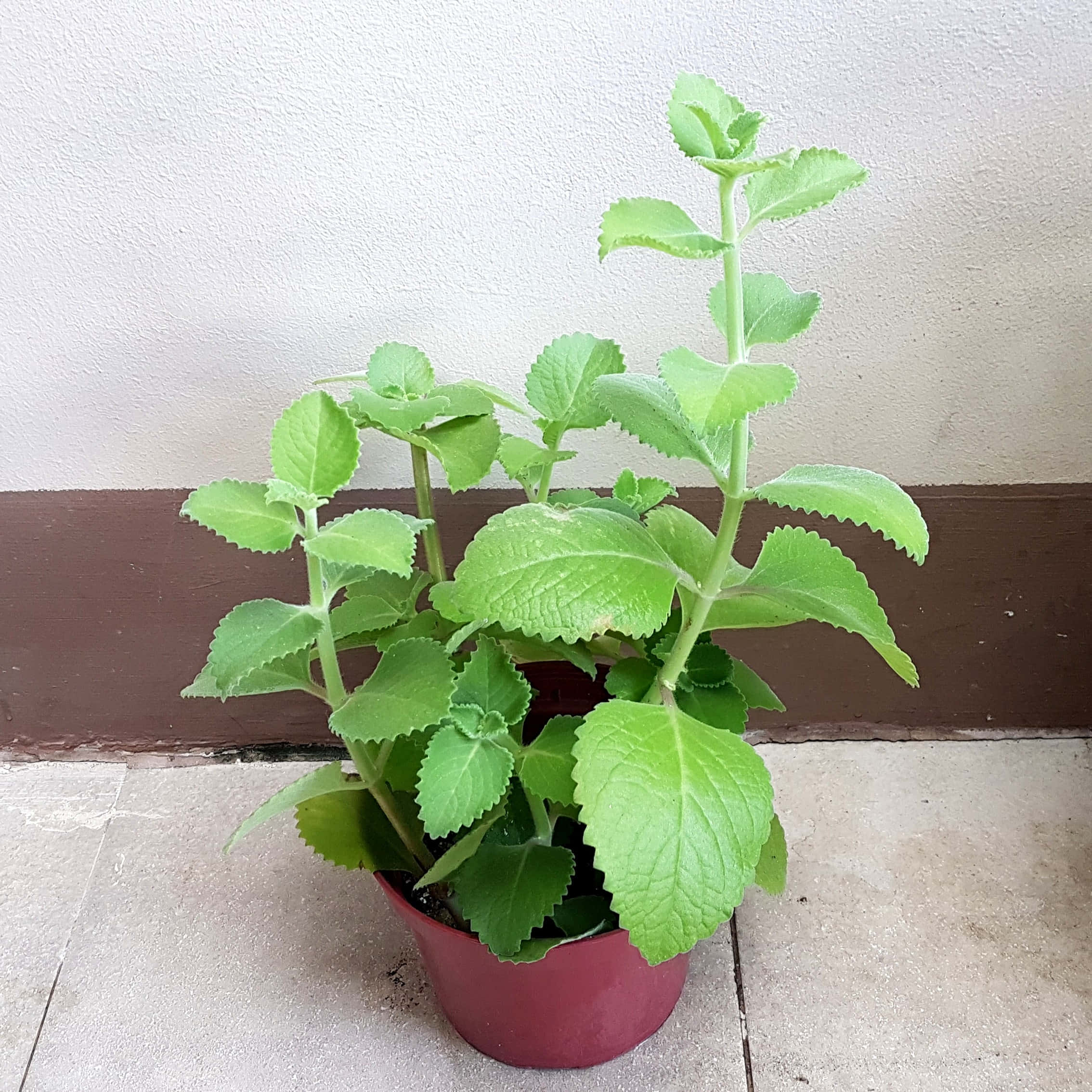 Plant 桌布 壁紙 — 一盆充滿活力的薄荷植物，帶有鋸齒狀的綠色葉子，站在磁磚地板上，背景是紋理牆壁。