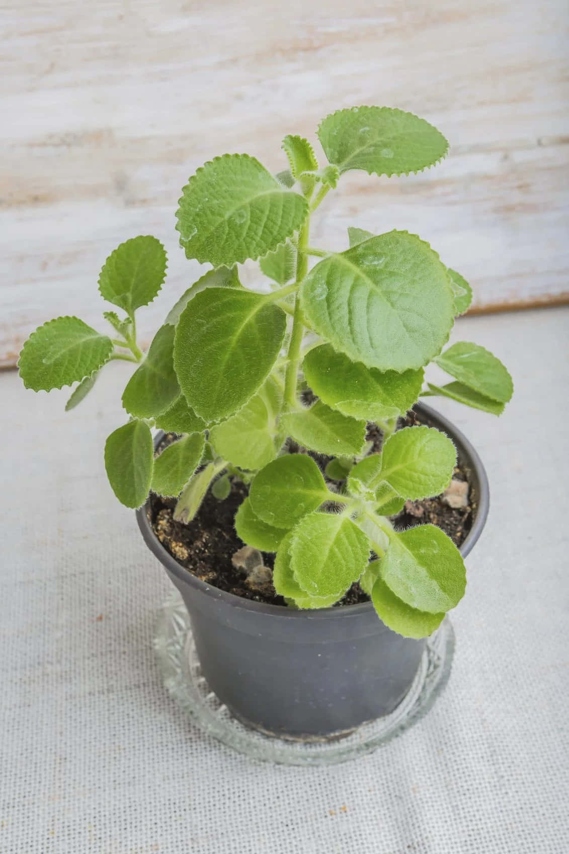 Plant 桌布 壁紙 — 一盆充滿活力的薄荷植物，葉片呈鋸齒狀，放在玻璃碟上，背景是經風化的白色木質背景。
